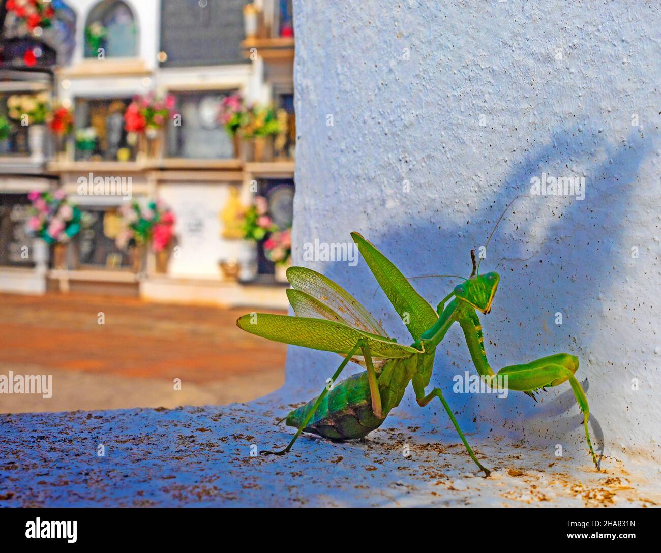 A Praying Mantis in the burial ground of Comares, a town 703 meters above sea level located in the foothills of the Montes de Málaga, Andalucia, Spain Stock Photo