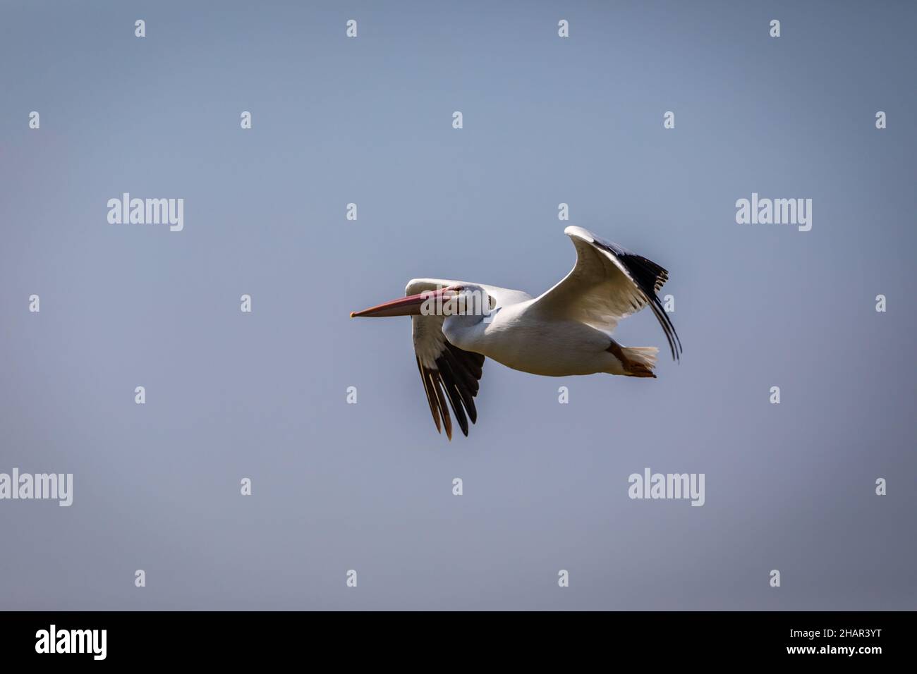 American White Pelican in flight Stock Photo - Alamy