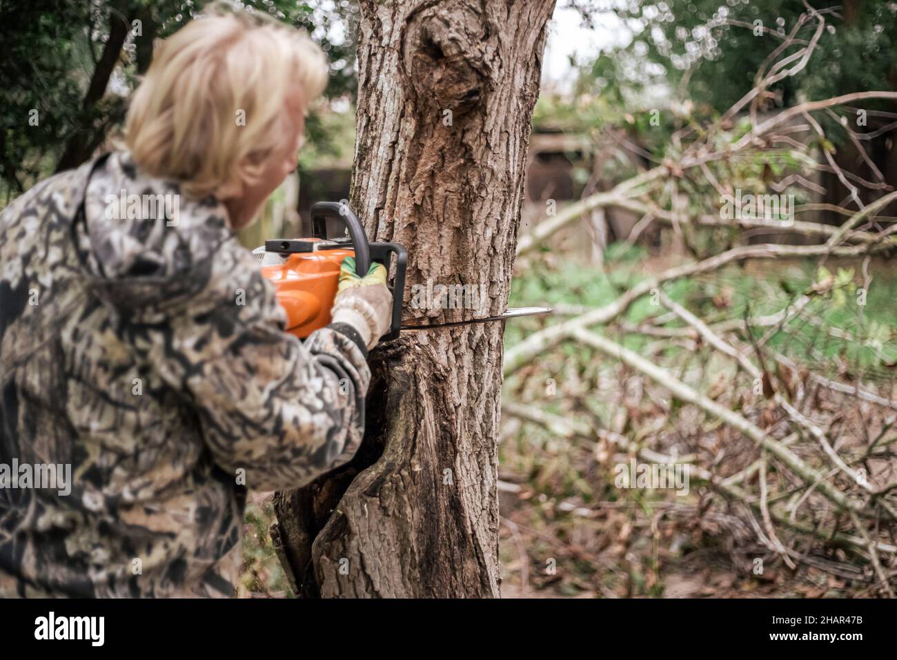 A man cuts down an old tree with a chainsaw. Removing old plants in the ...