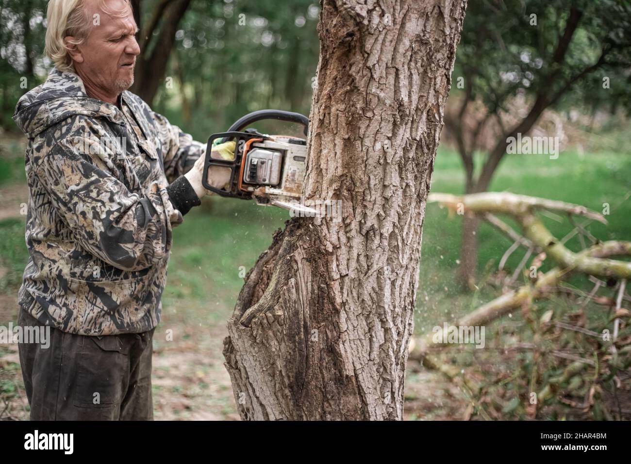 A man cuts down an old tree with a chainsaw. Removing old plants in the ...