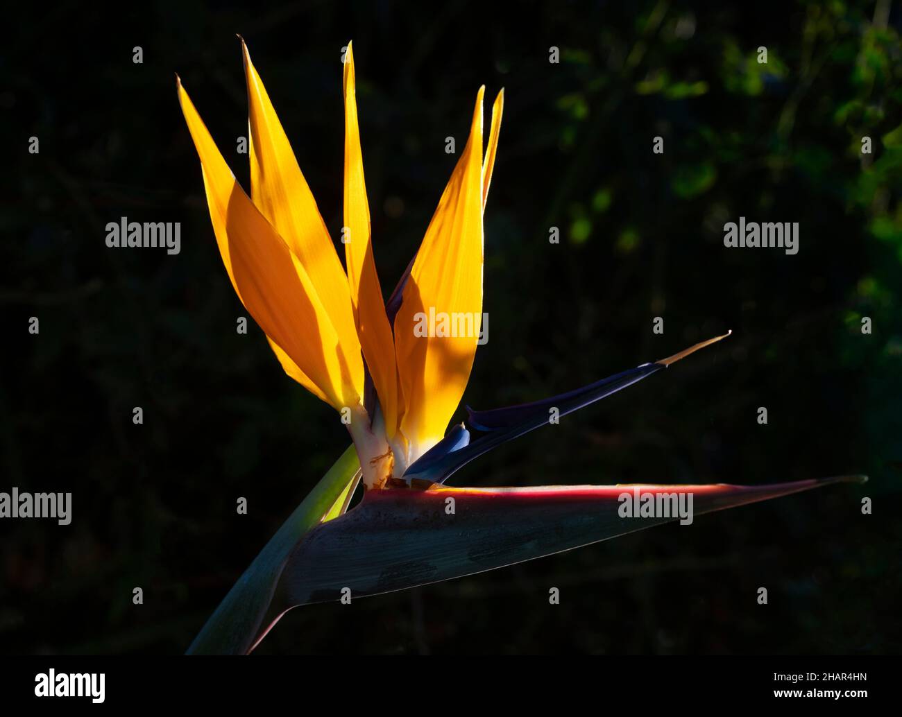 A Bird of Paradise Plant aka Crane Flower, with the botanical name