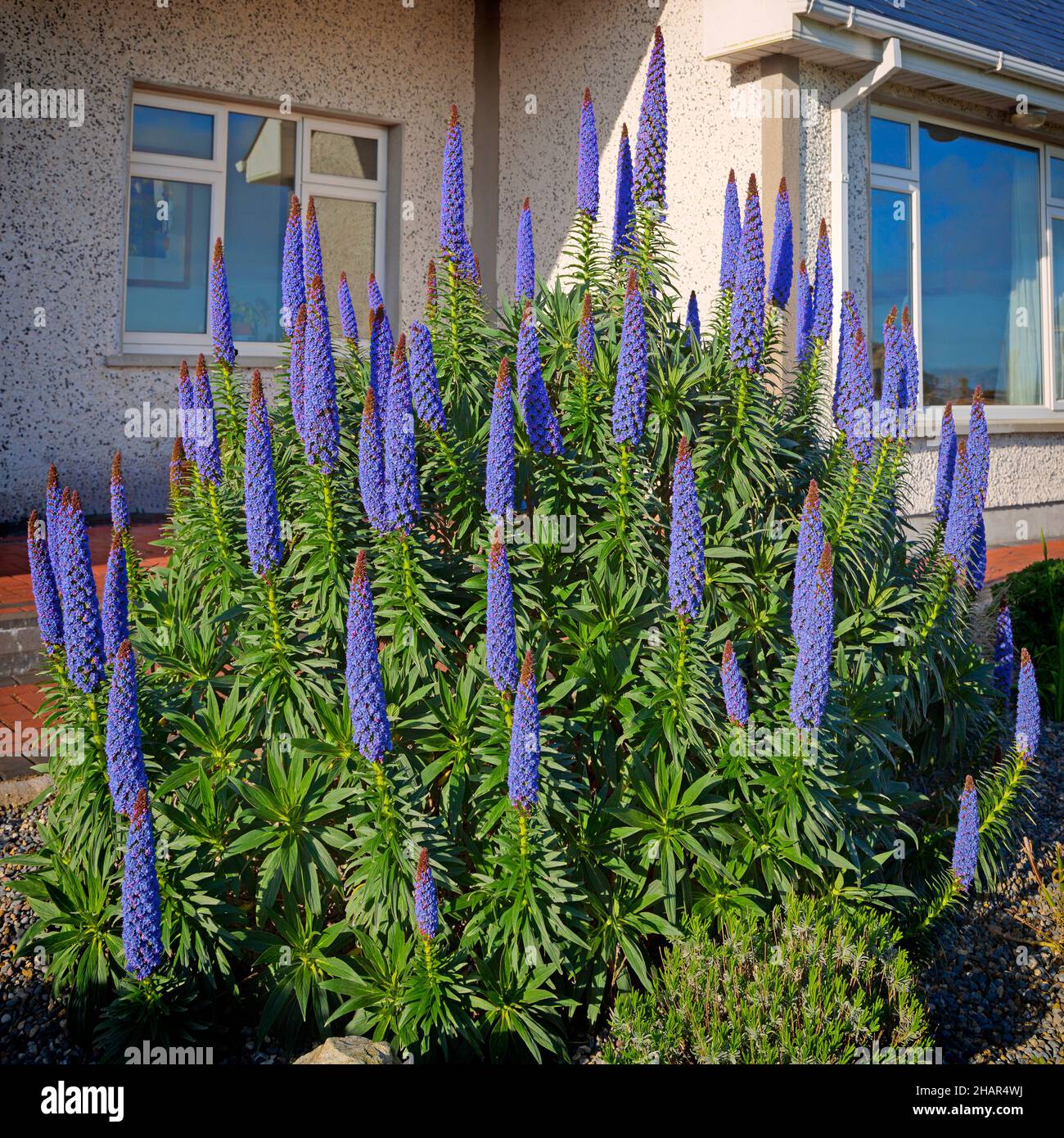 Echium Candicans  (Pride of Madeira) a  growing in County Waterford, Ireland Stock Photo