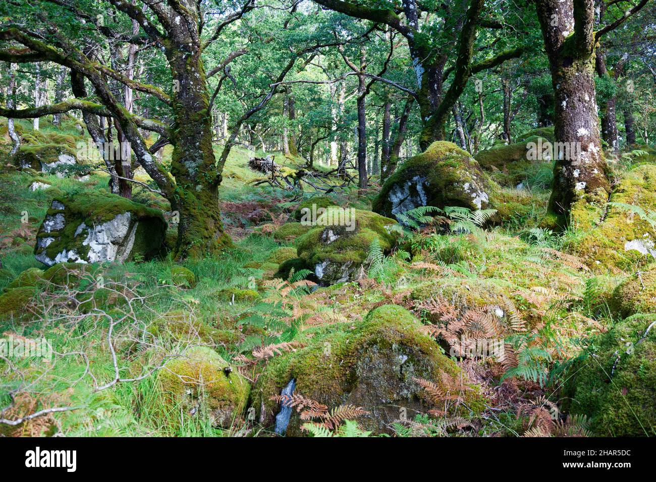 Mossy oak treees and boulders in the Ariundle oakwood national nature reserve,a remnant of ancient woodlands in West Scotland, UK Stock Photo