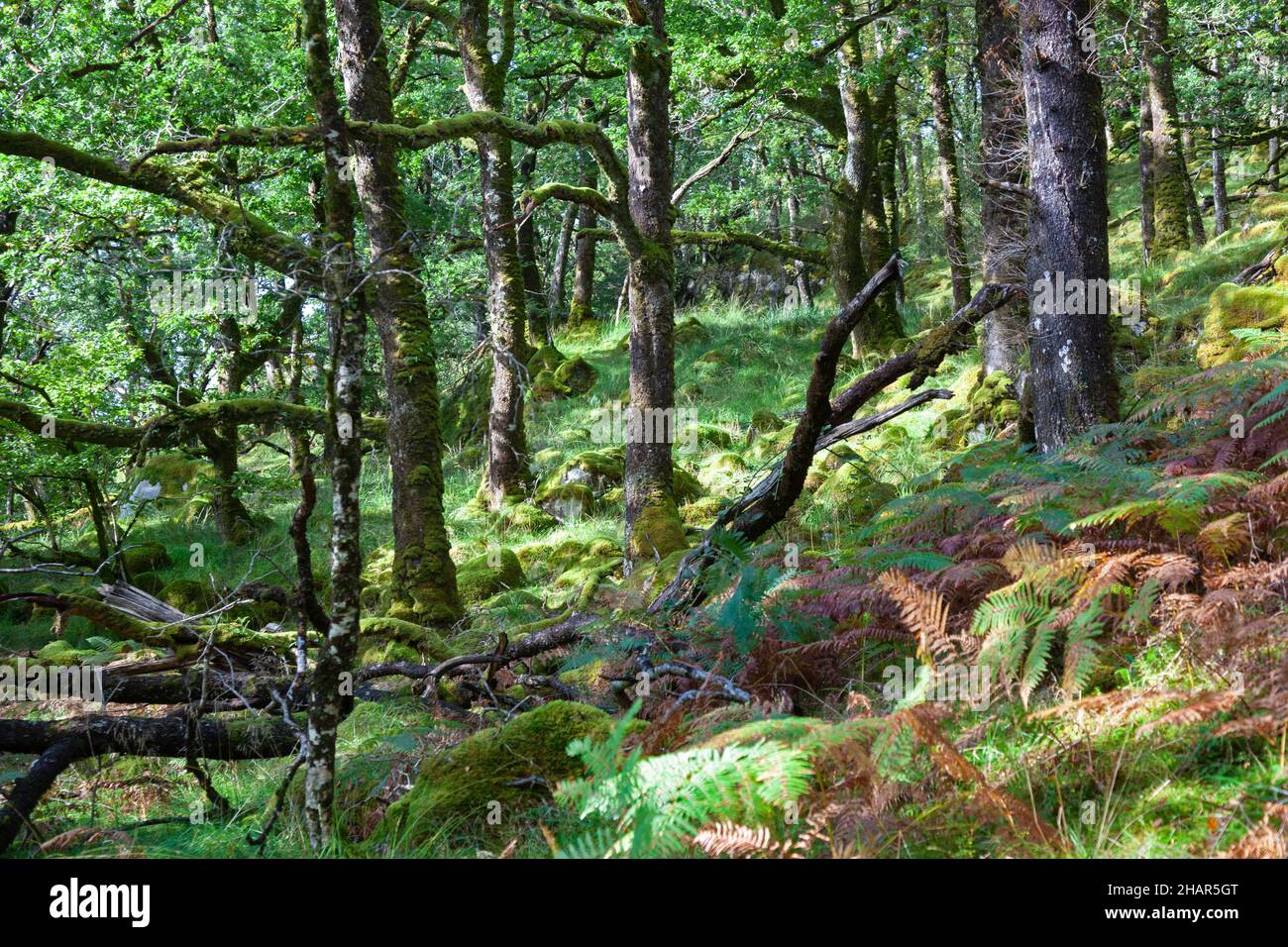 Mossy boulders under old trees in the Ariundle oakwood national nature reserve a remnant of ancient woodlands in West Scotland Stock Photo