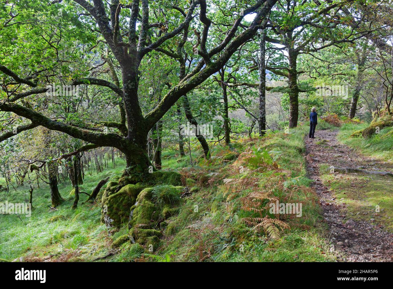 A visitor enjoying the Ariundle oakwood nature reserve in West Scotland, a remnant of ancient woodlands that once covered Europe's Atlantic coastline Stock Photo