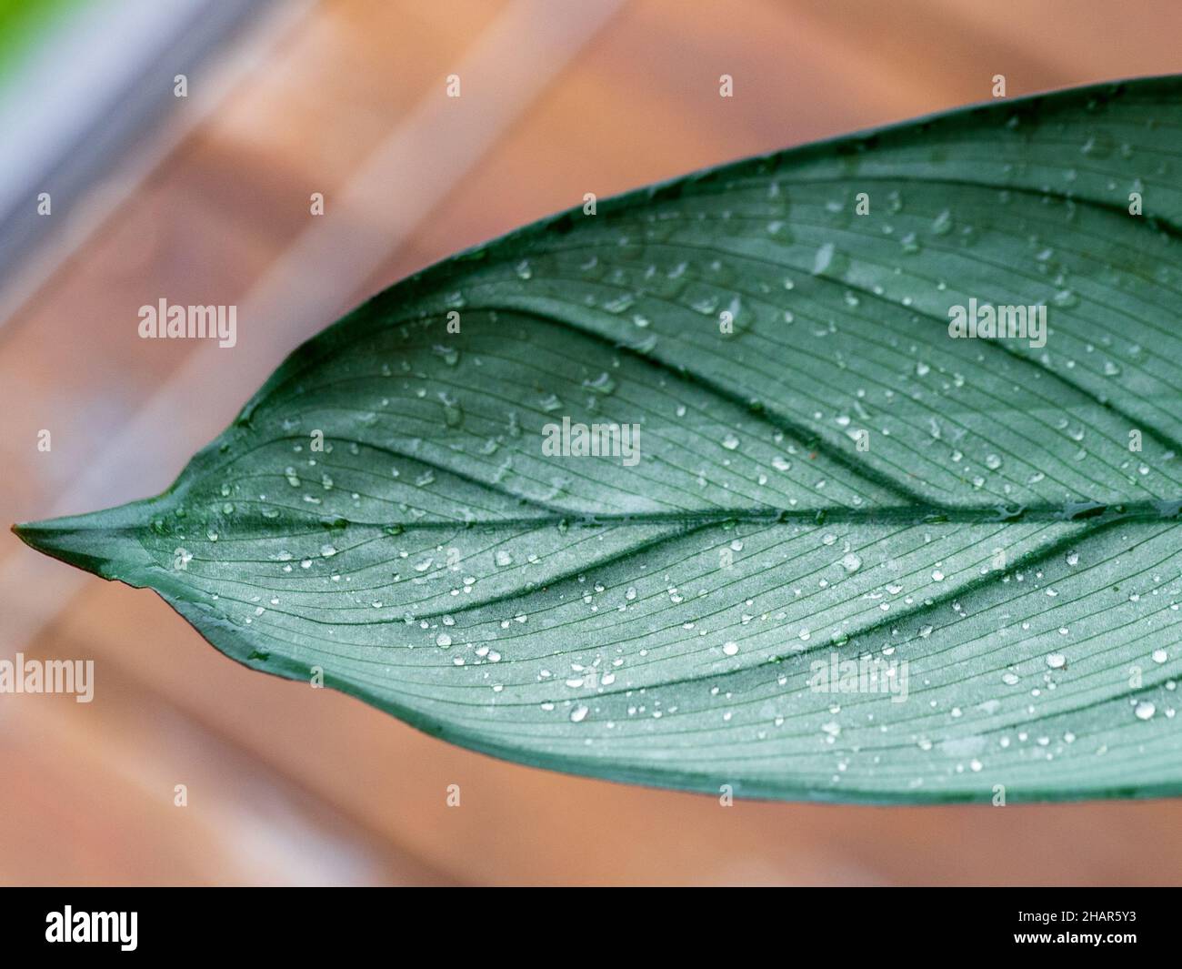 A macro of a wet leaf of the Ctenanthe Grey Star foliage house plant, covered in tiny water droplets, pale green leaf with distinct dark green veins Stock Photo
