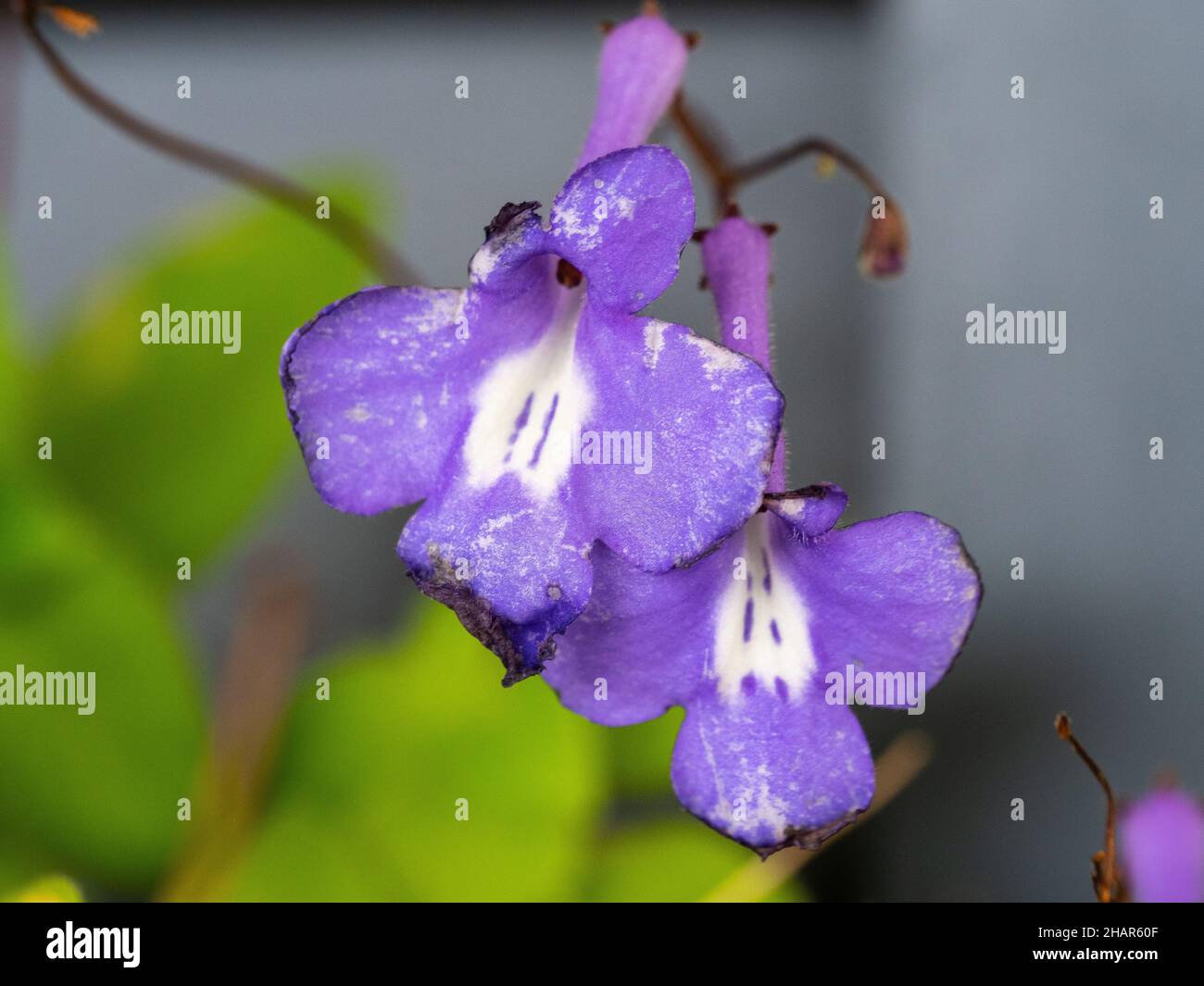 Closeup of purple flowers with white throats and green leaves, Nodding Violets or Streptocarpus caulescens, flowering in an Australian coastal garden Stock Photo
