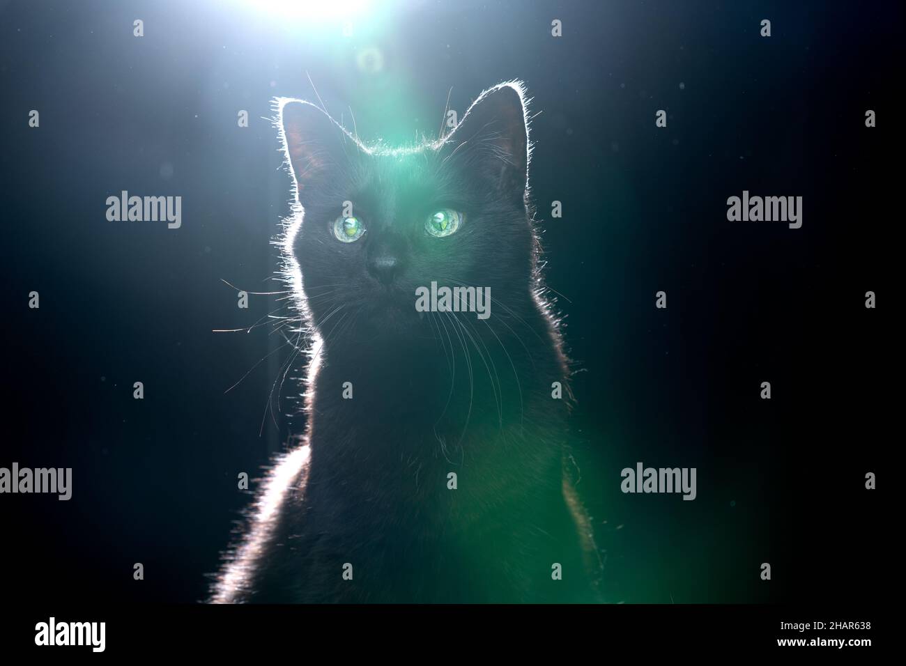 blind black cat with reflecting retina eyes portrait on black