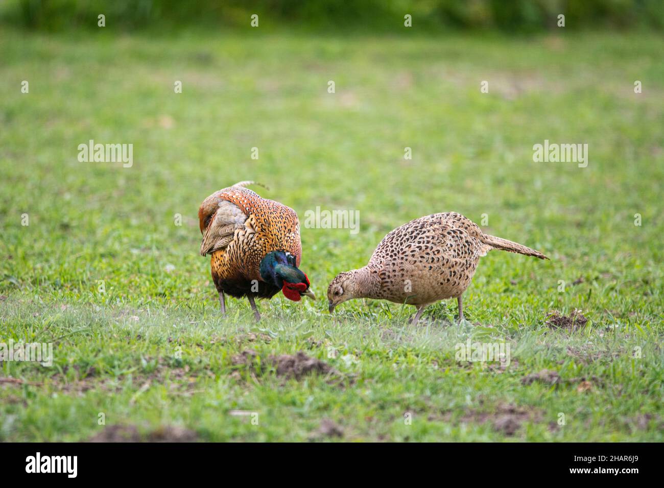 A couple of pheasants on a field on the island of Ven Stock Photo