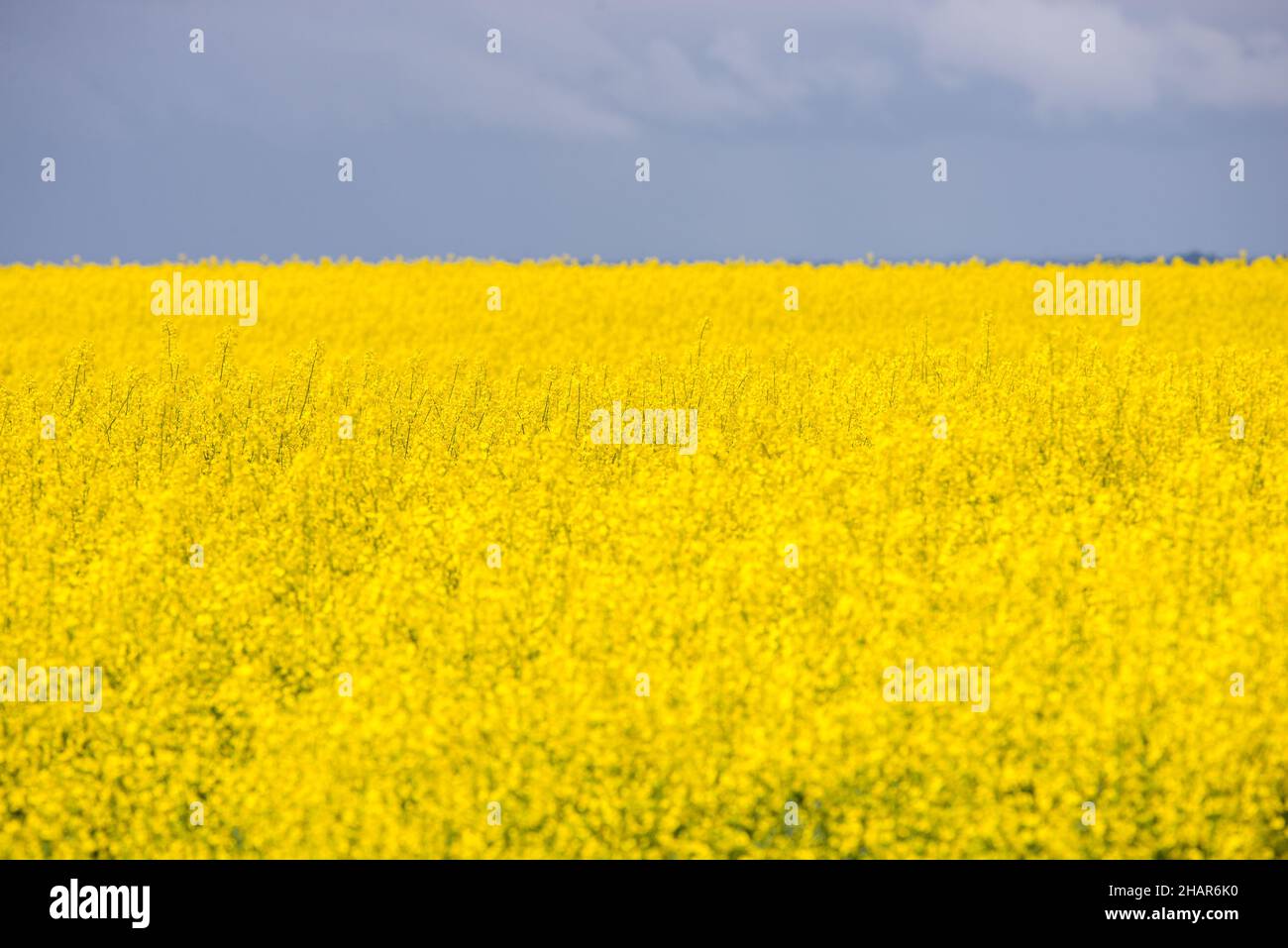 Field of flowering rapeseed (Brassica napus subsp. napus), also known as rape, or oilseed rape flowering yellow Stock Photo