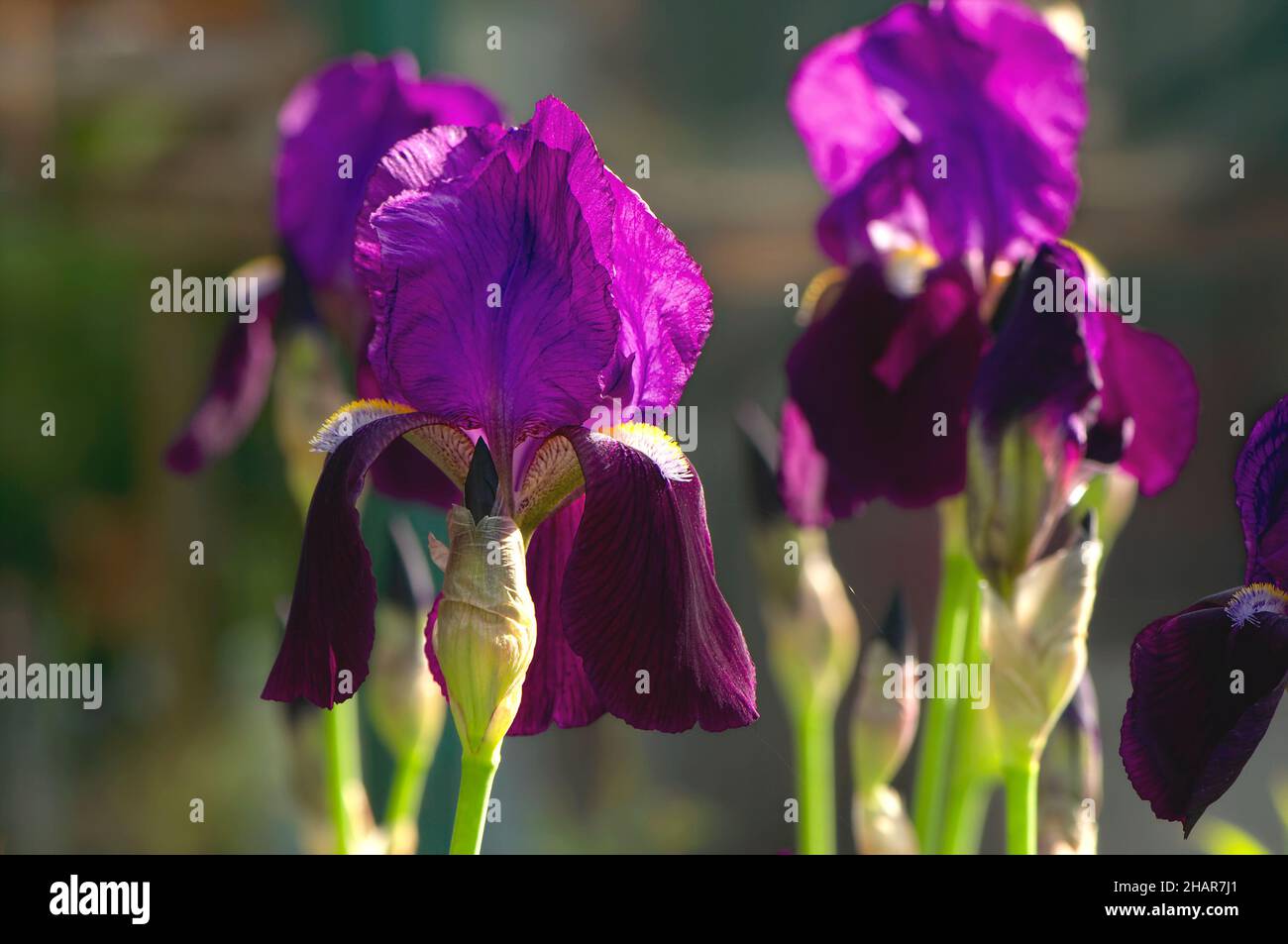 Bearded purple Iris (Iris x germanica) in a garden setting. Stock Photo