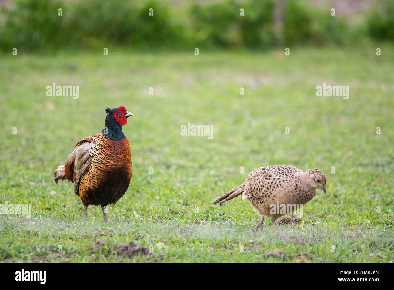 A couple of pheasants on a field on the island of Ven during spring Stock Photo