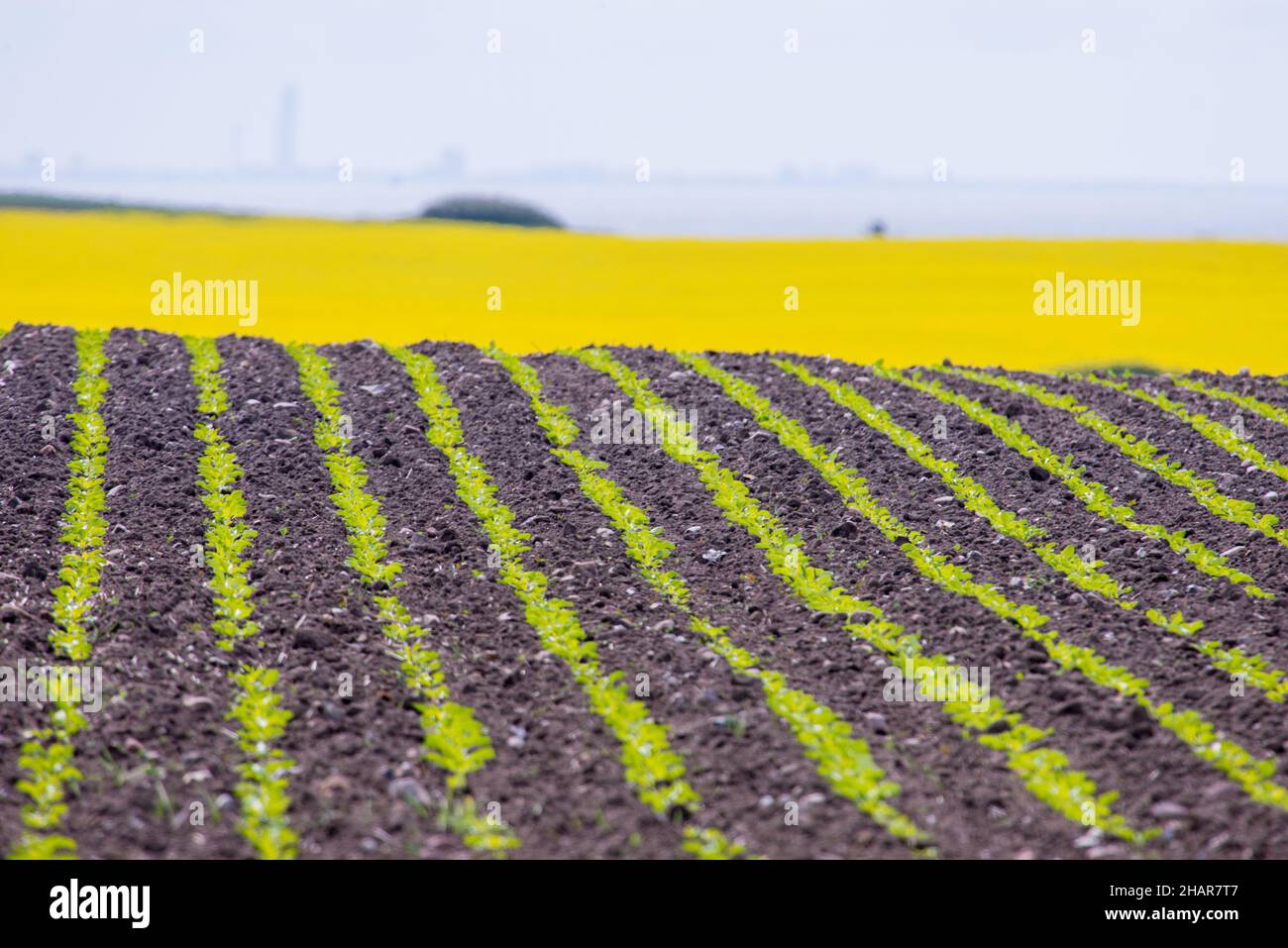 Landscape on the island Ven in spring with agricultural fields and baltic sea in the background Stock Photo