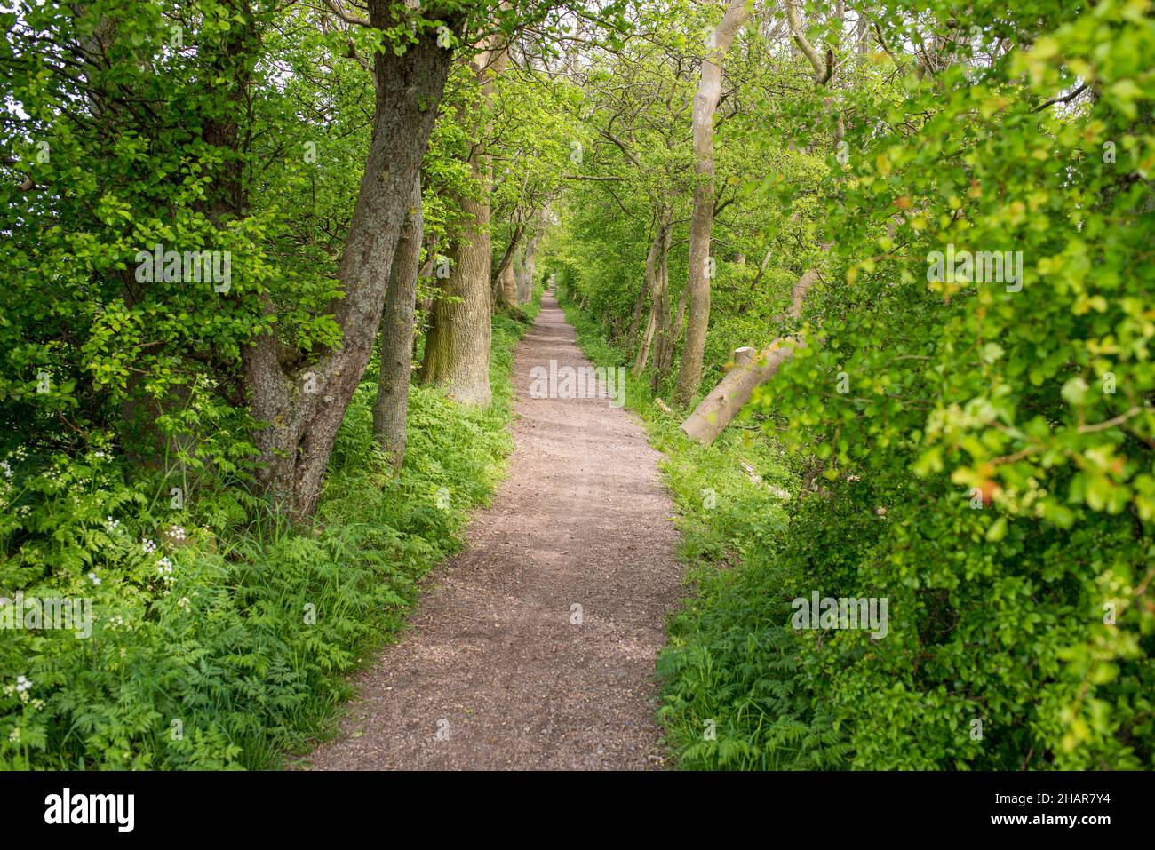 Pathway in a dense forest on the island Ven in spring with fresh green leaves Stock Photo