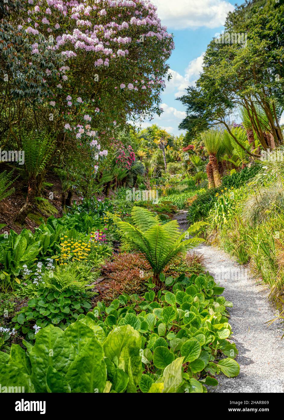 Subtropical Cascade Water Garden at the center of Trebah Garden, Cornwall, England, UK Stock Photo