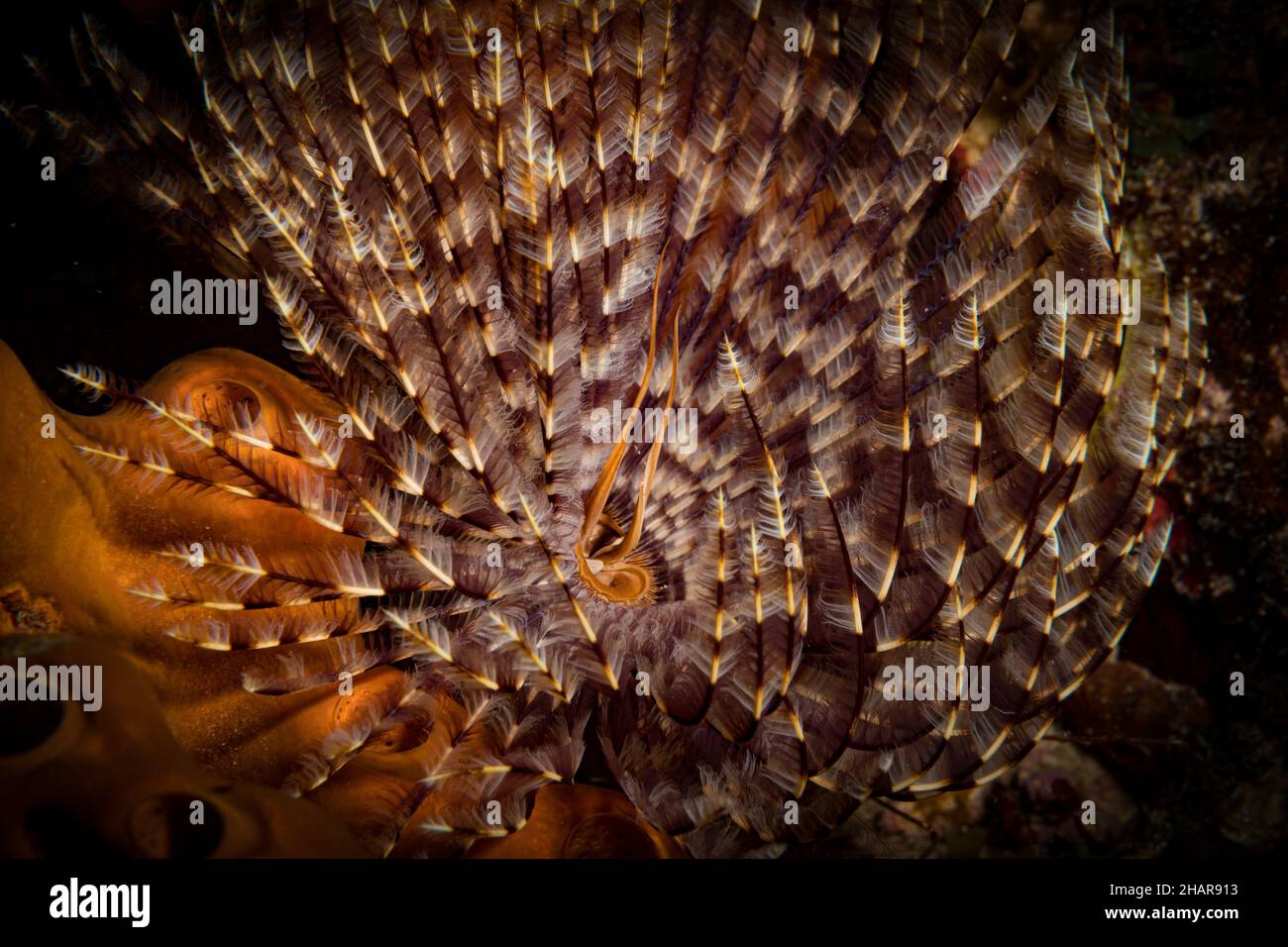 Feather duster worm (Sabellastarte spectabilis) lights up the reef off the Dutch Caribbean island of Sint Maarten Stock Photo