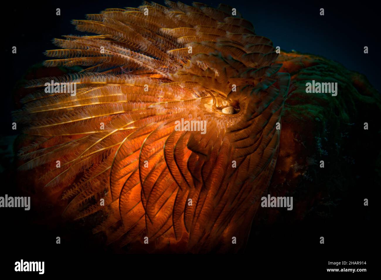 Feather duster worm (Sabellastarte spectabilis) lights up the reef off