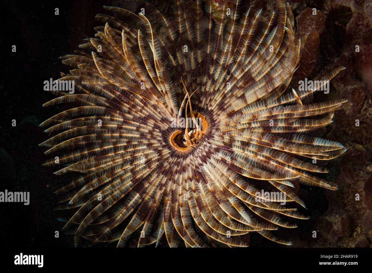 Feather duster worm (Sabellastarte spectabilis) lights up the reef off