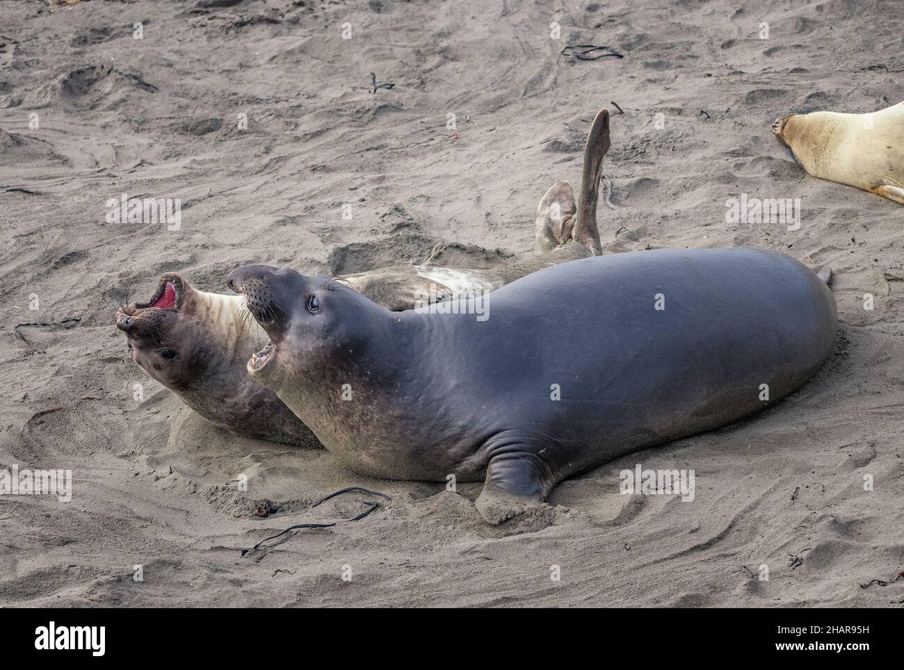 A male and female Northern Elephant Seal (Mirounga angustirostris) have a spat at the Piedras Blancas Rookery in San Simeon, CA. Stock Photo