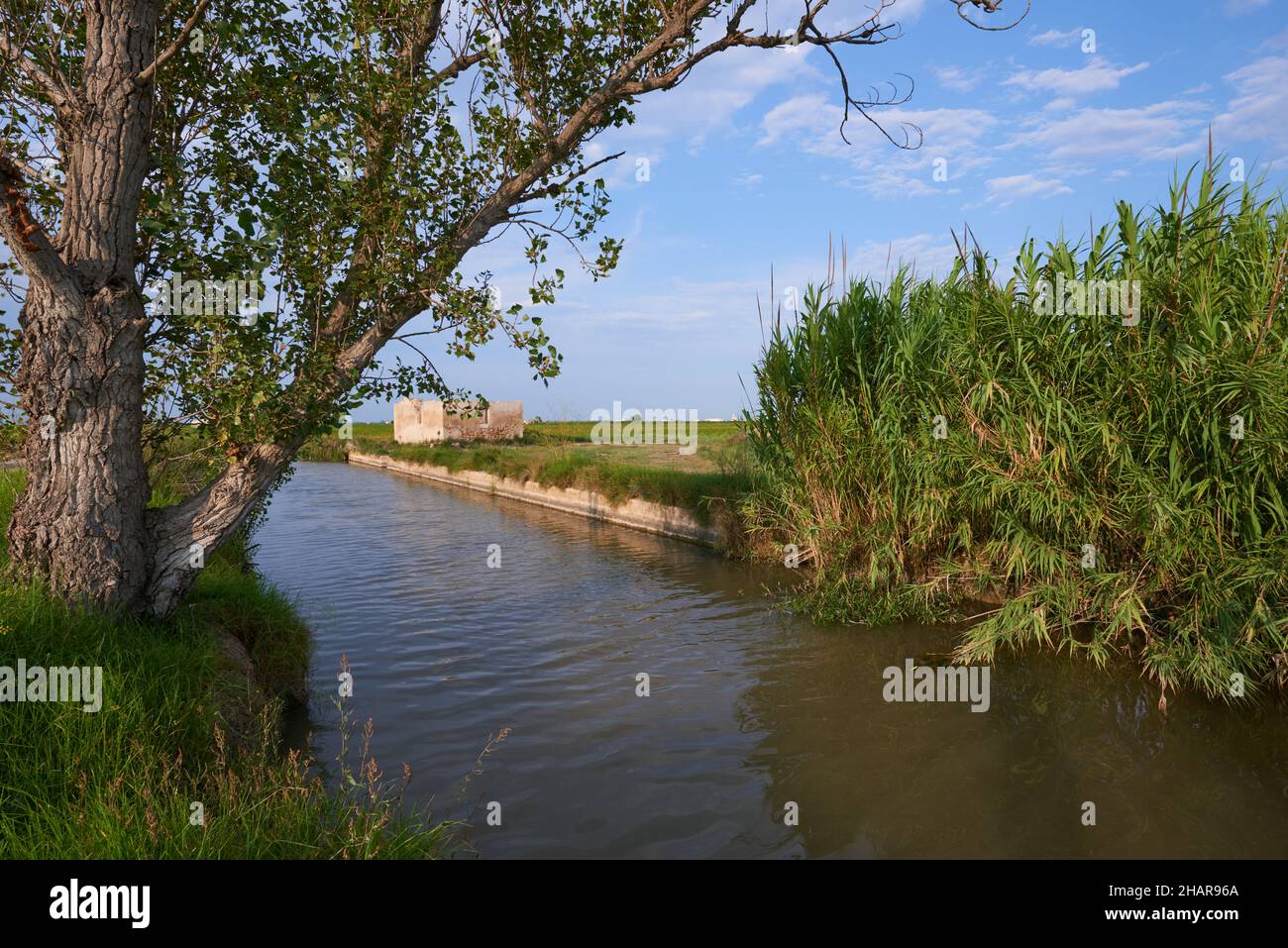Water Channel Rice Field A water channel in a rice field in Valencia, Spain Stock Photo - Alamy