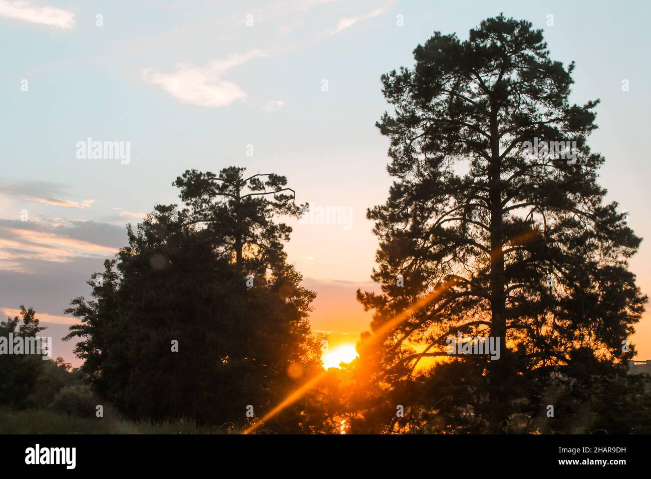 Sun is setting behind tall trees. Silhouettes of pine trees against sunset sky. Stock Photo