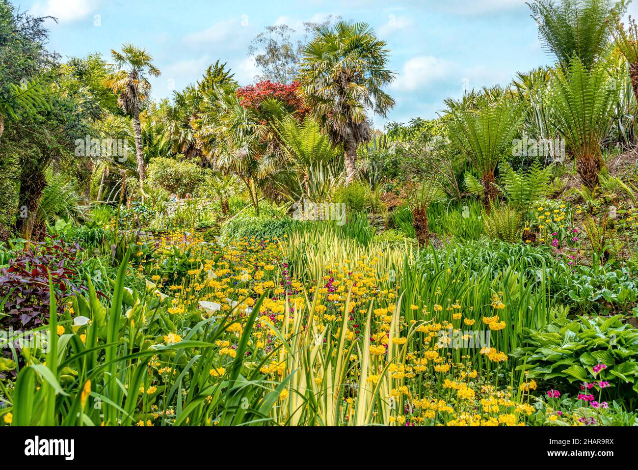 Subtropical Cascade Water Garden at the center of Trebah Garden, Cornwall, England, UK Stock Photo