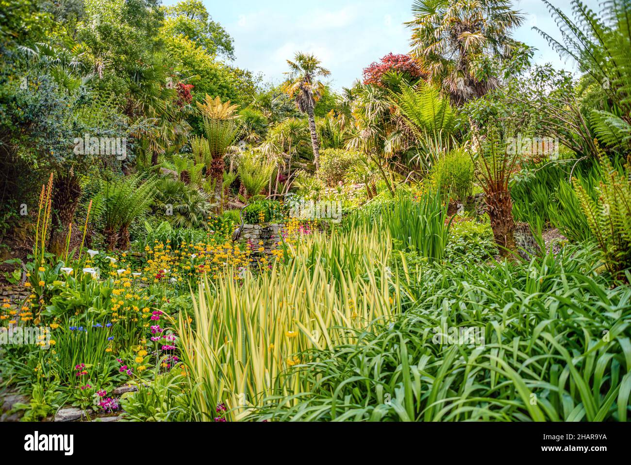 Subtropical Cascade Water Garden at the center of Trebah Garden, Cornwall, England, UK Stock Photo