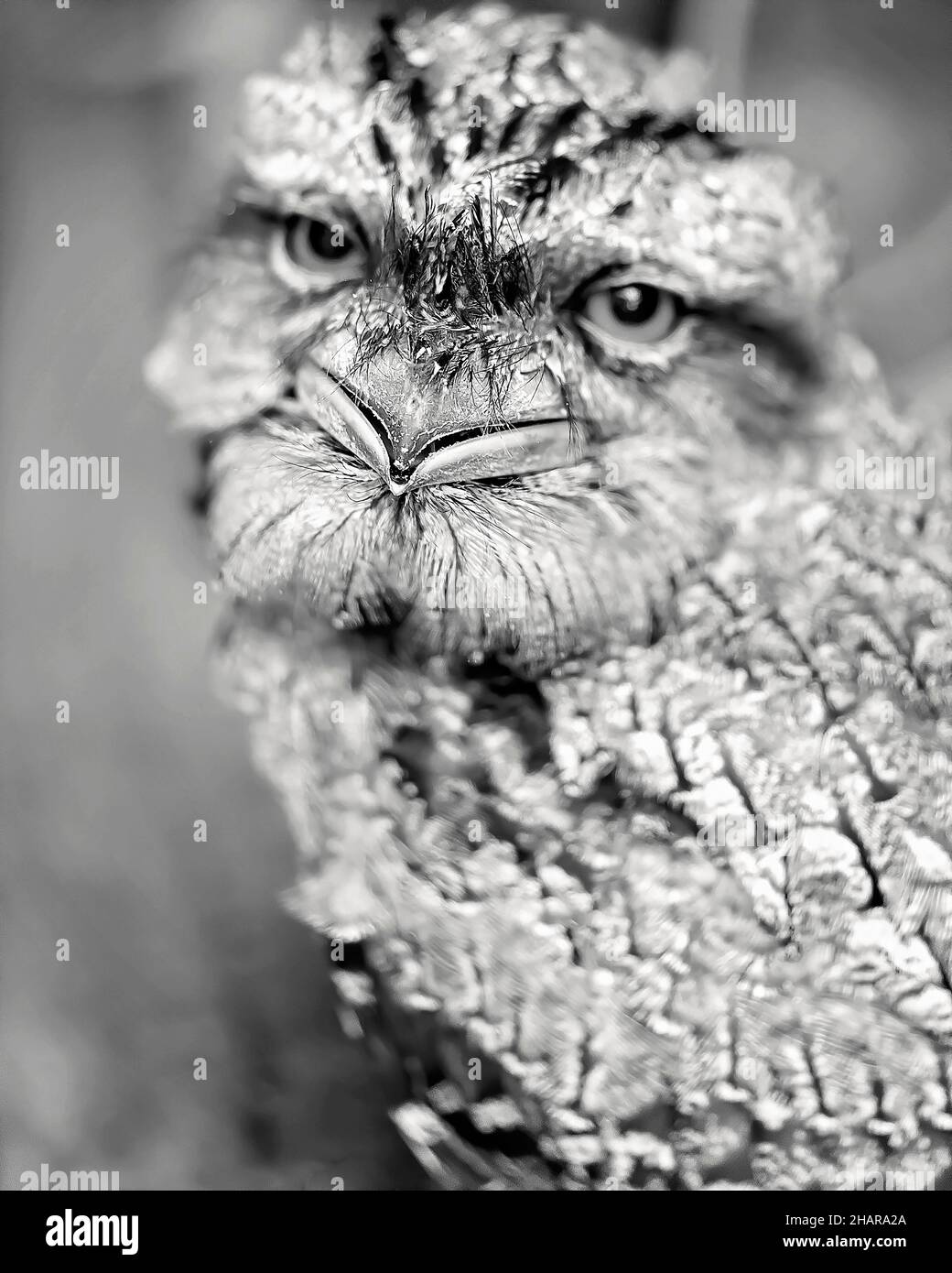 Shallow depth of field, close up of the beak of an adorable tawny frogmouth Stock Photo