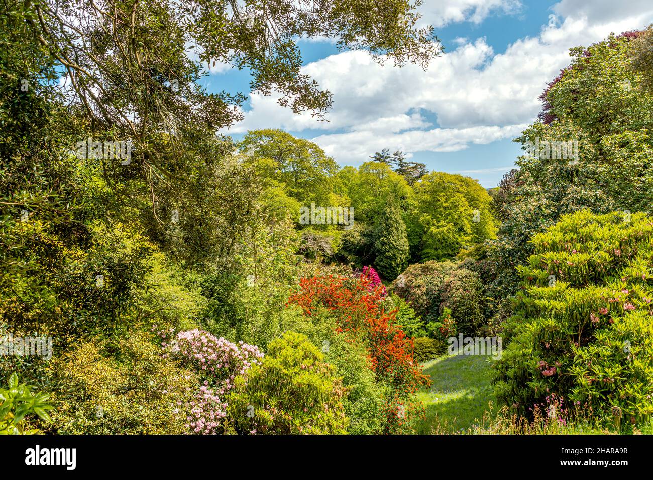 Cornwall Rhododendron Rhododendron Valley at the center of Trebah Garden, Cornwall, England ...