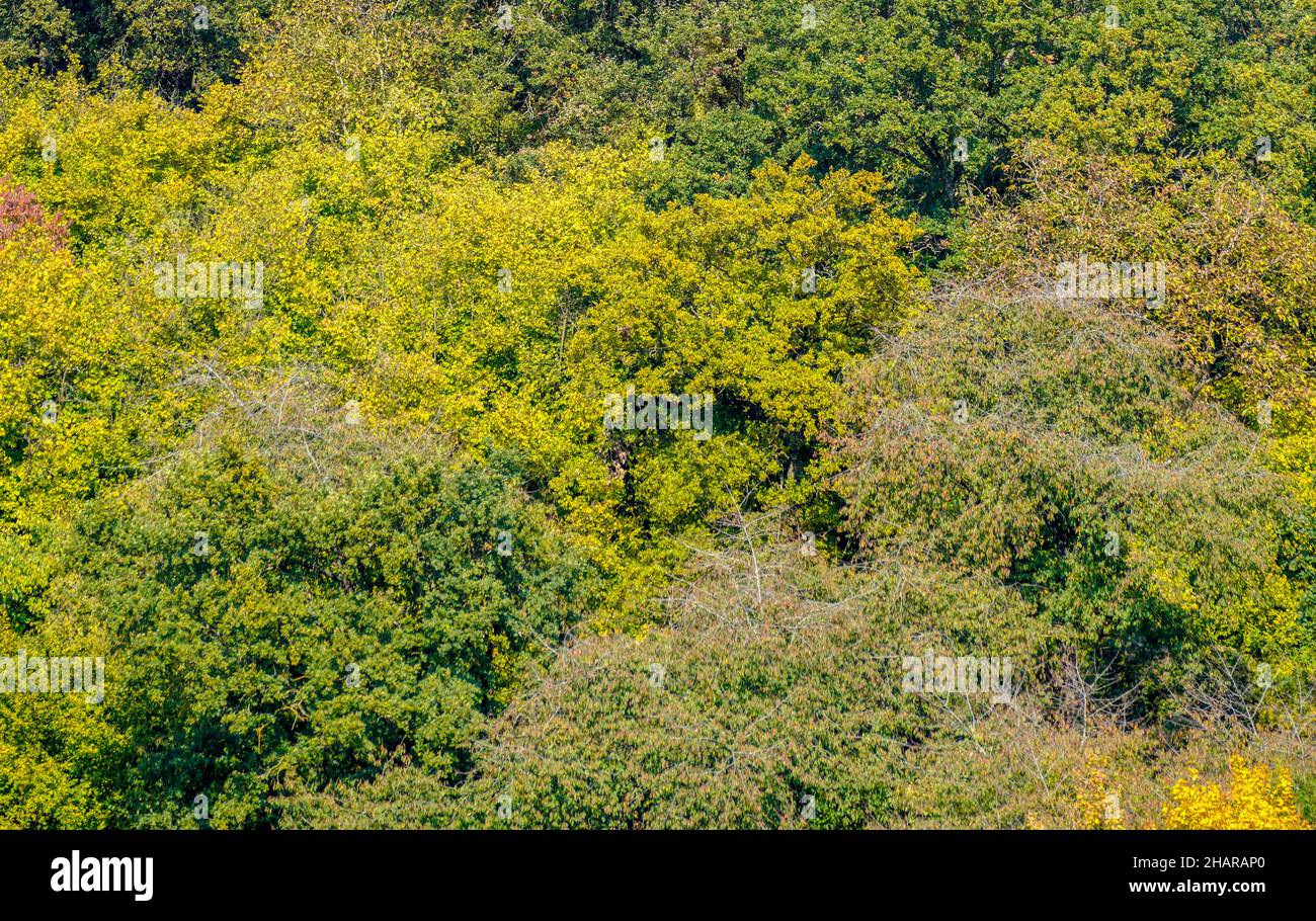 Dense foliage green trees hi-res stock photography and images - Alamy