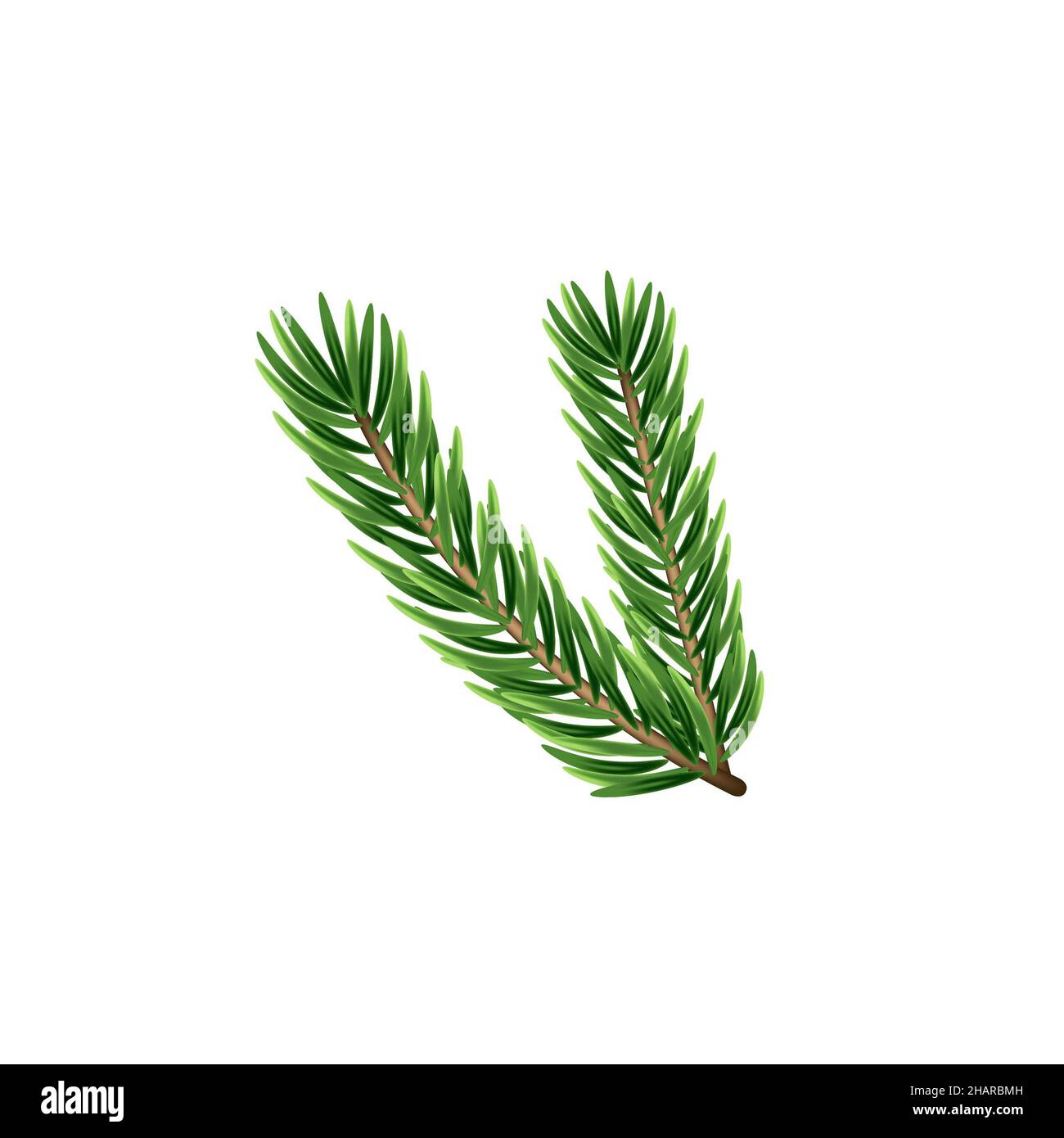 Pine tree branches isolated on white. Vector illustration. Stock Photo