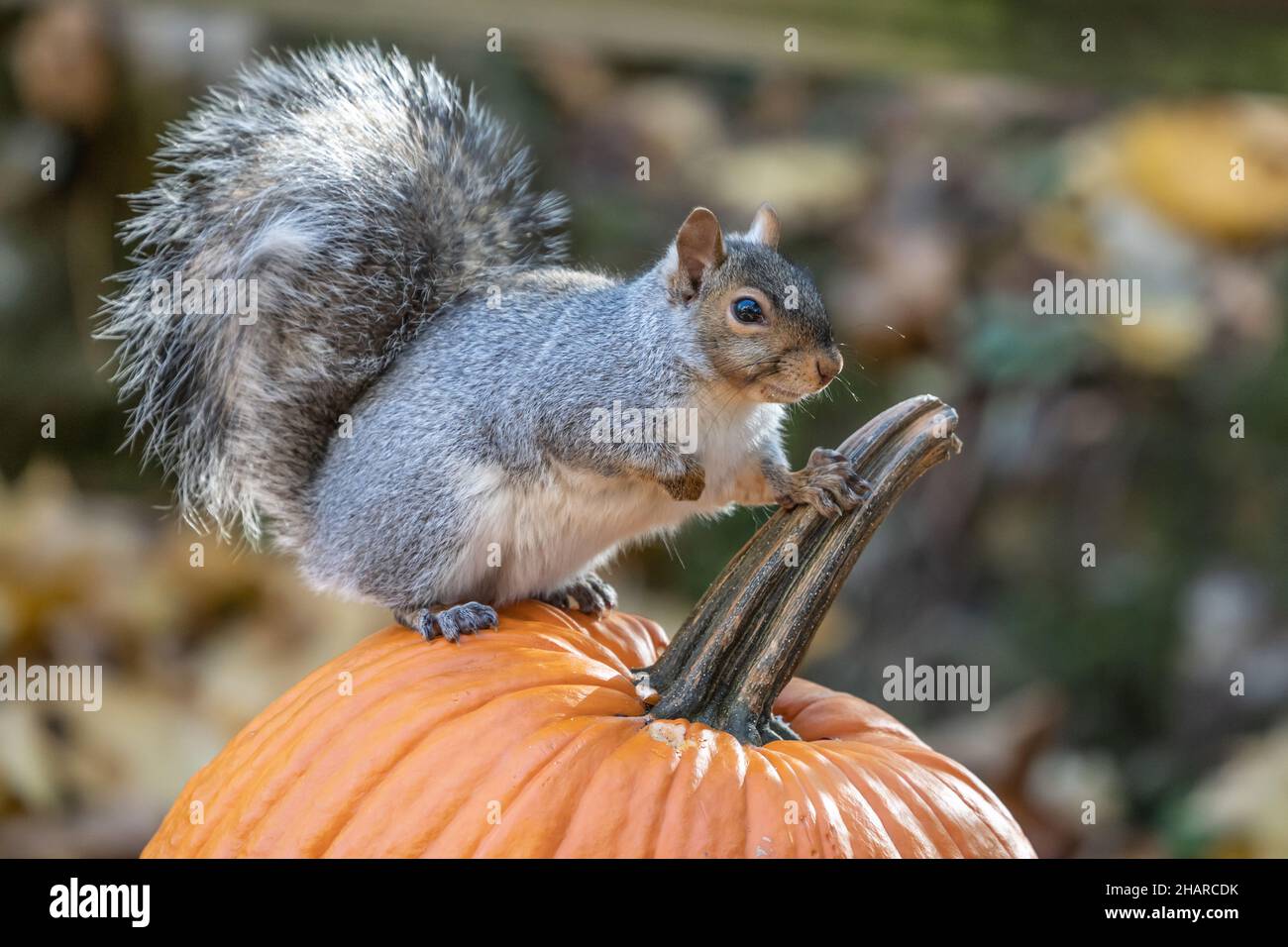 Close-up of Eastern Gray Squirrel sitting on pumpkin looking at camera. Stock Photo