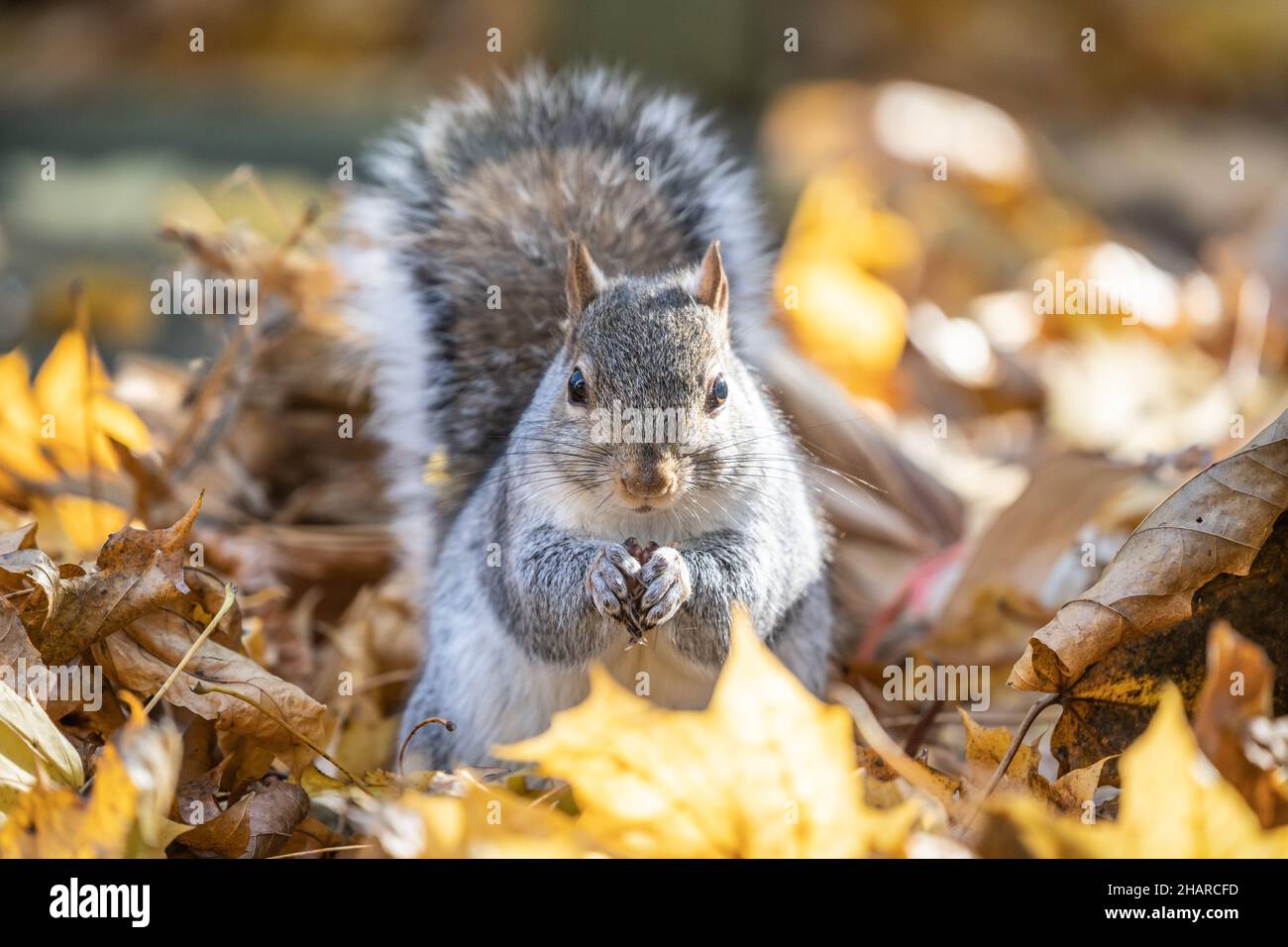 Close-up of Eastern Gray Squirrel sitting in fall leaves holding food in his hands. Stock Photo