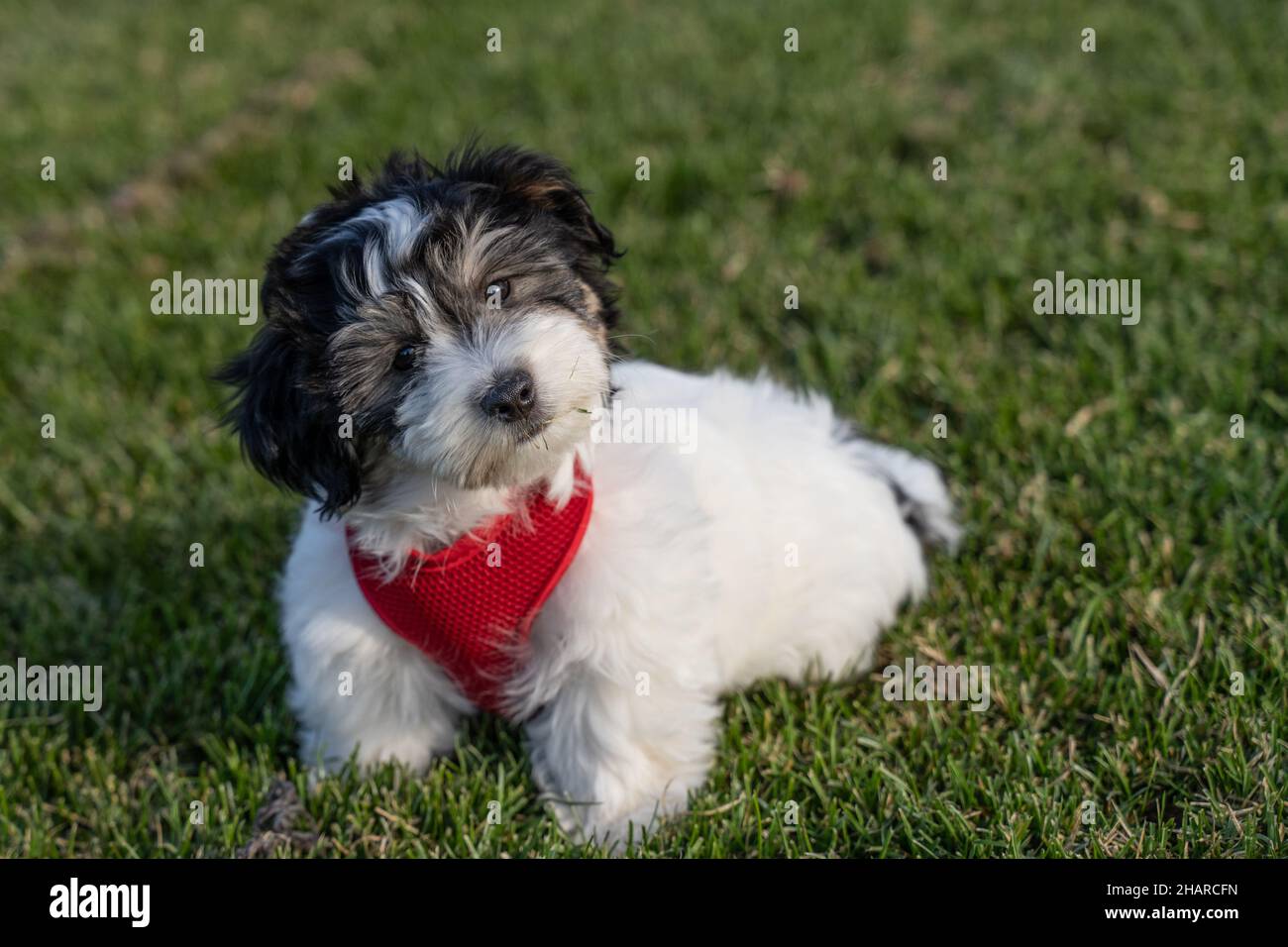Cute black and white havanese puppy wearing red harness tilts his head as he looks at camera