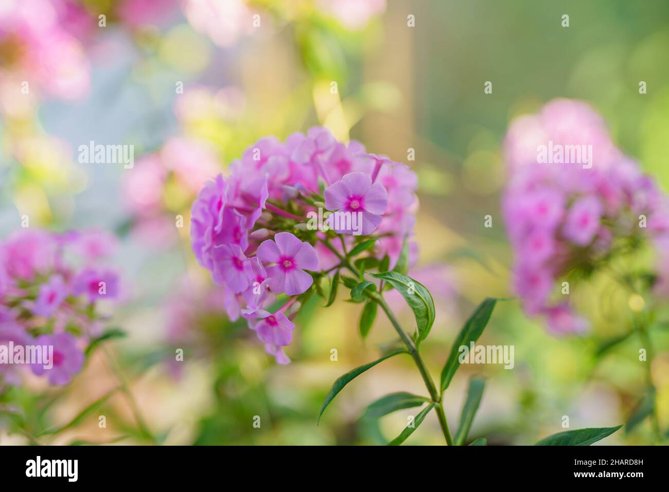 Pink phlox (Phlox paniculata) blooms in the summer garden. Fall phlox close up in bloom with beautiful soft green background Stock Photo