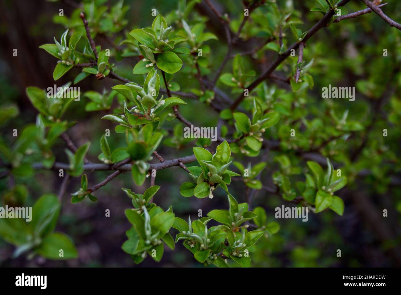 Tree branch with green leaves and buds background Stock Photo - Alamy