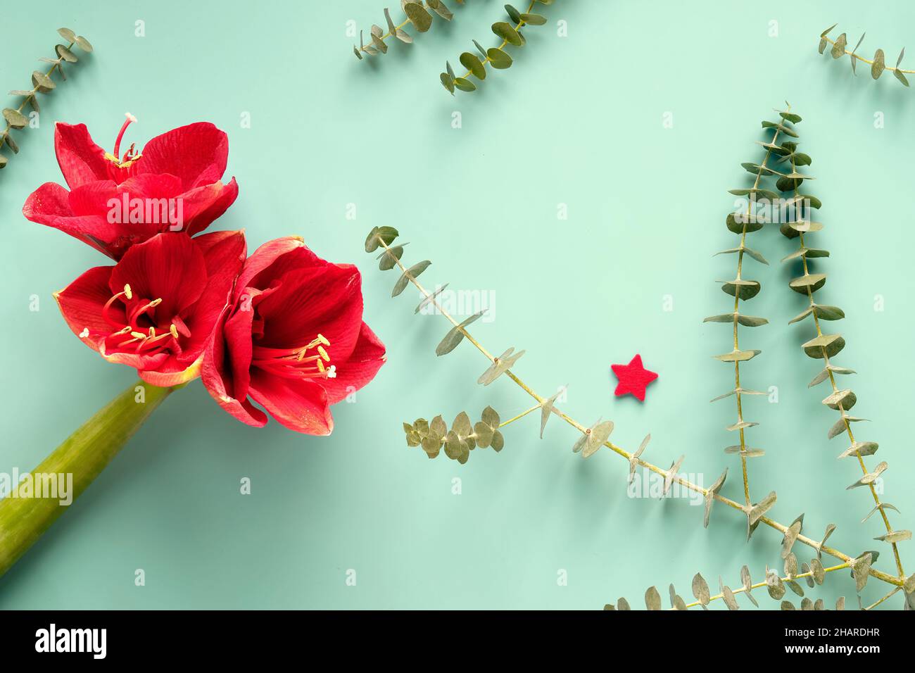 Red amaryllis flowers on blue mint background with eucalyptus, wood hearts, pine cones and exotic fern leaves. Stock Photo