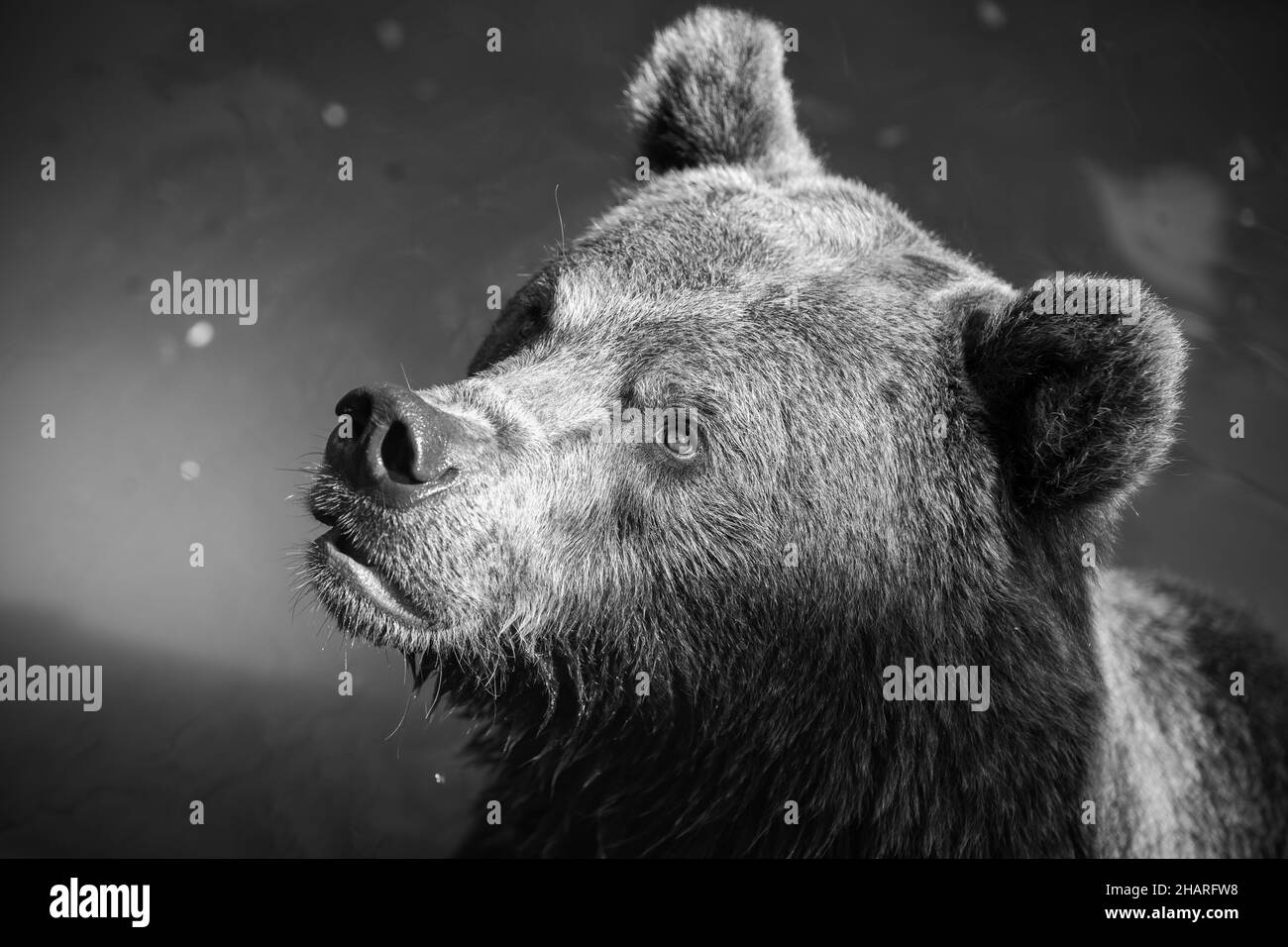 Grayscale portrait of a grizzly bear with a blurry background Stock ...