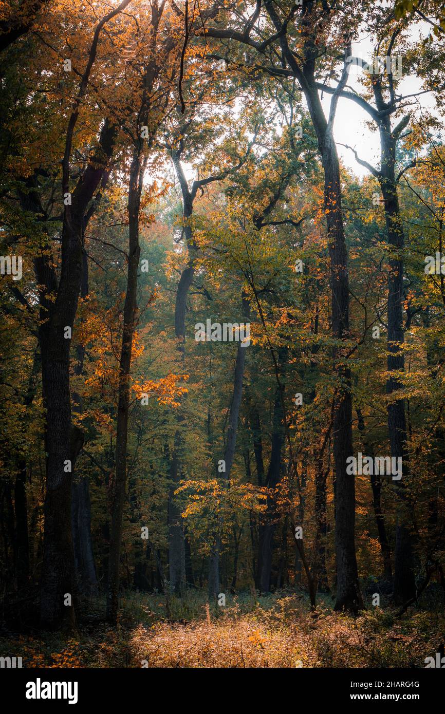 Vertical shot of a hardwood forest covered in yellowing trees under the