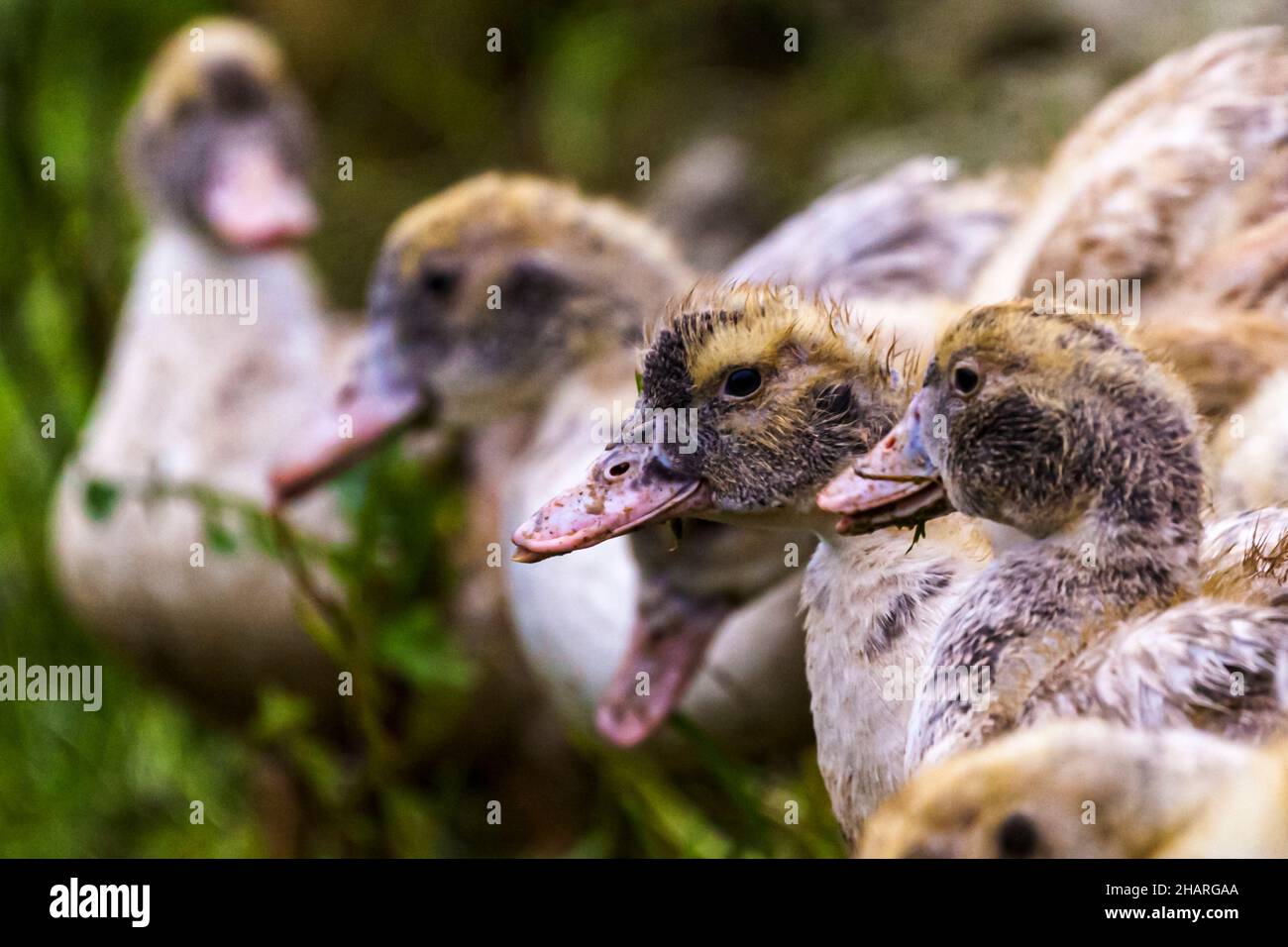 Young ducklings in France Stock Photo