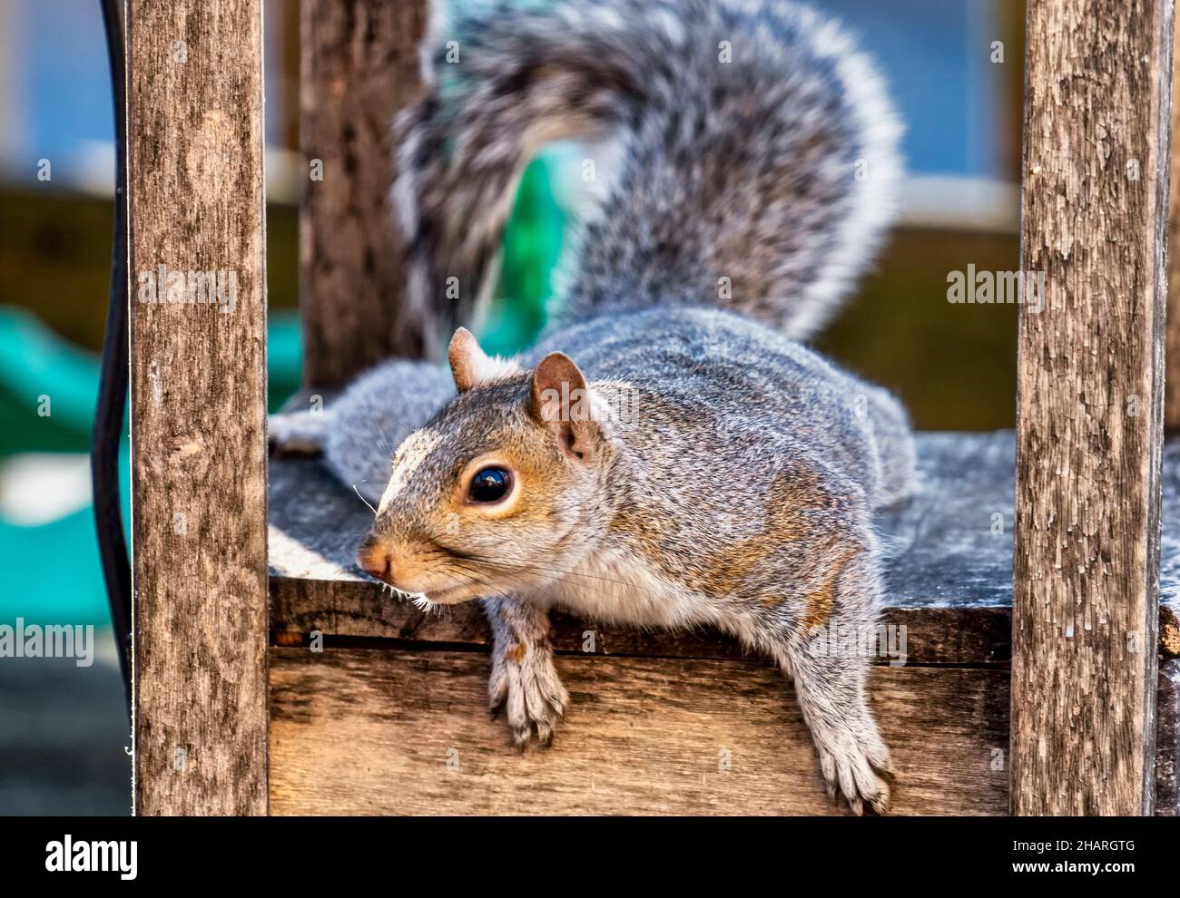 Squirrel under a table on the deck Stock Photo
