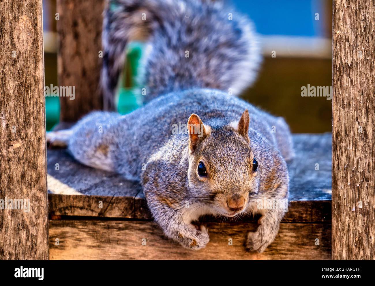 Squirrel under a table on the deck Stock Photo Alamy
