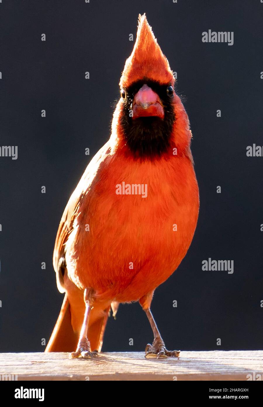Northern Cardinal in late afternoon light Stock Photo