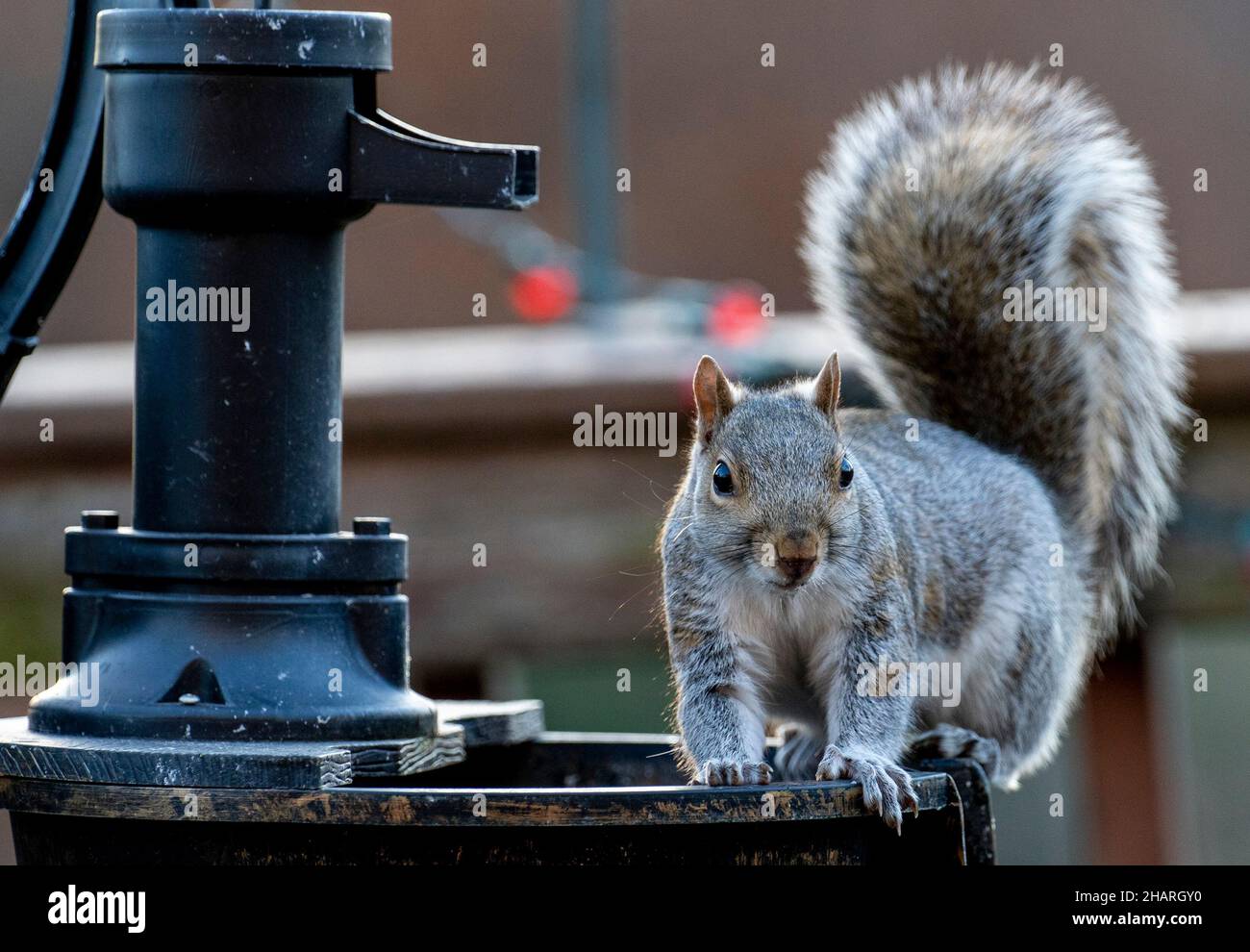 Common garden Squirrel on the water pump Stock Photo