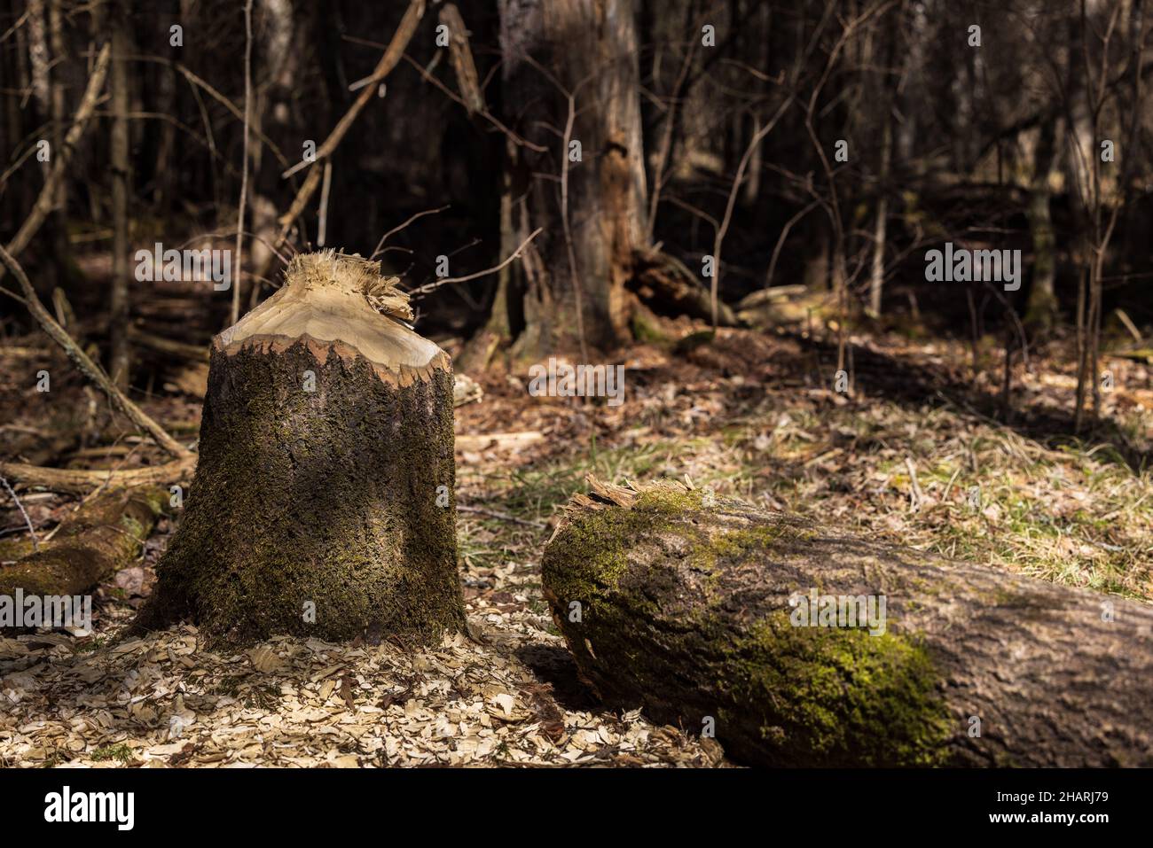 A tree downed by an American beaver in northern Wisconsin. Stock Photo