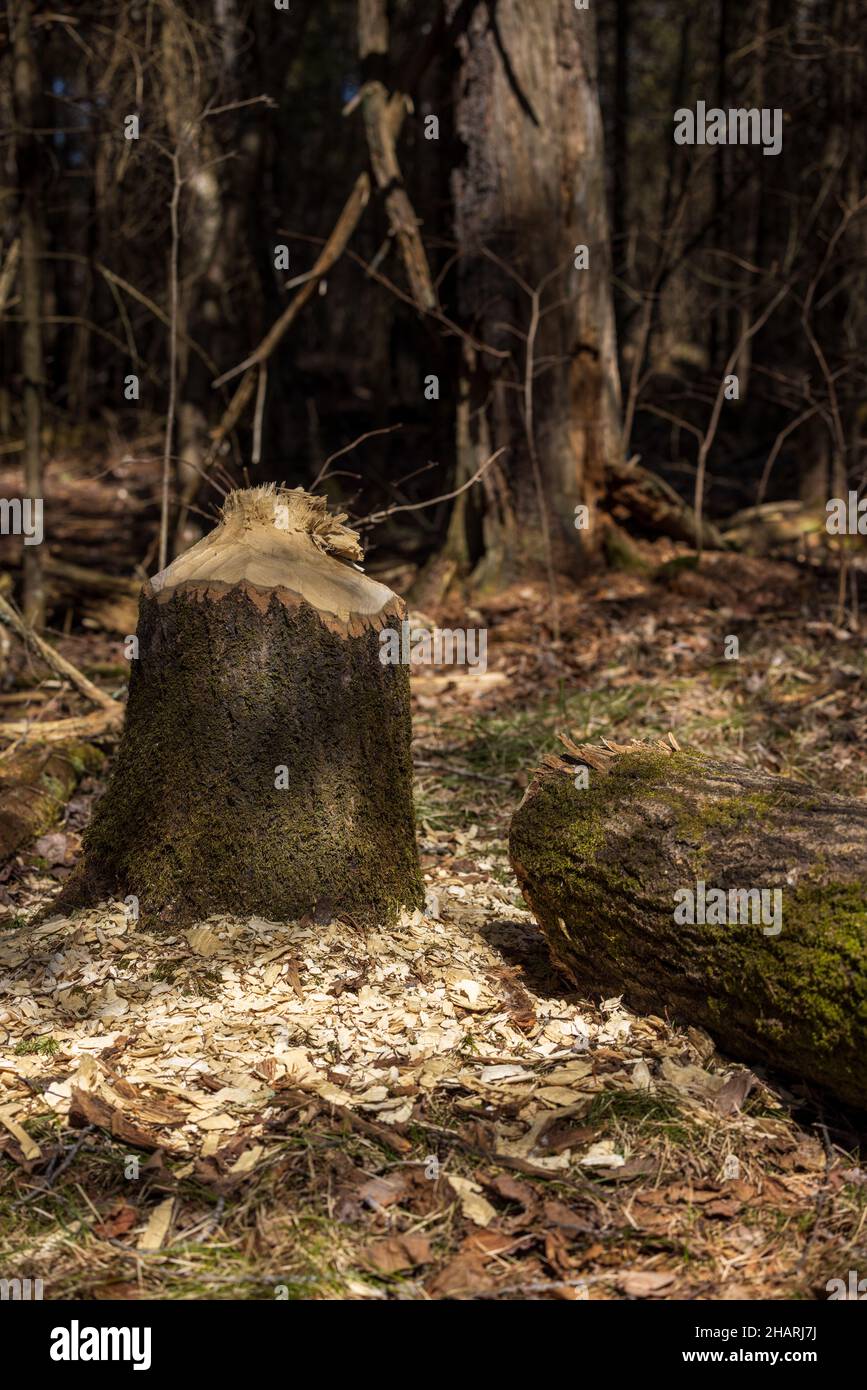 A tree downed by an American beaver in northern Wisconsin. Stock Photo