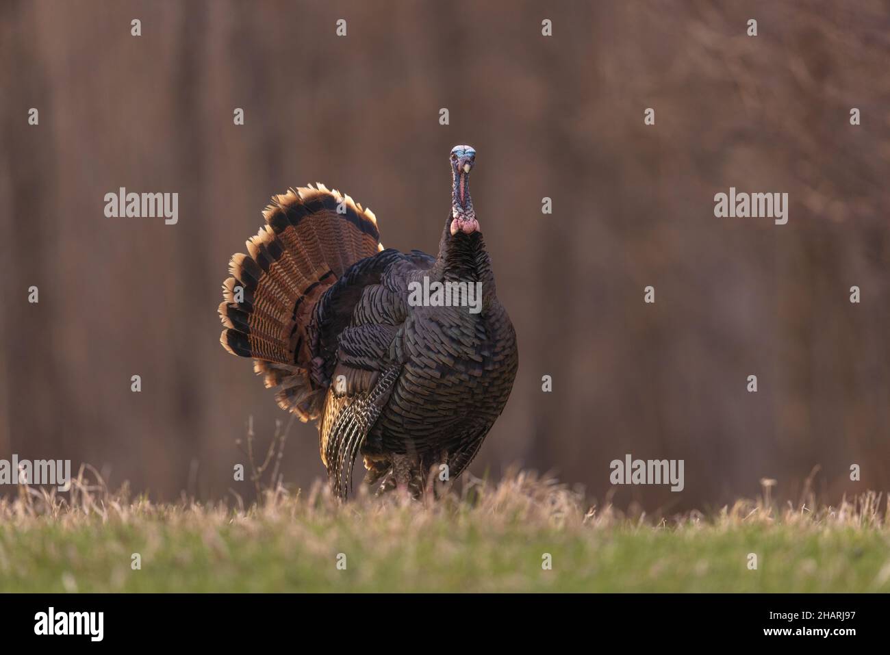 Jake wild turkey in northern Wisconsin Stock Photo Alamy