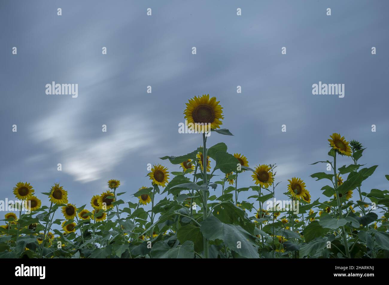 Sunflowers growing in the field under the dark cloudy sky Stock Photo ...