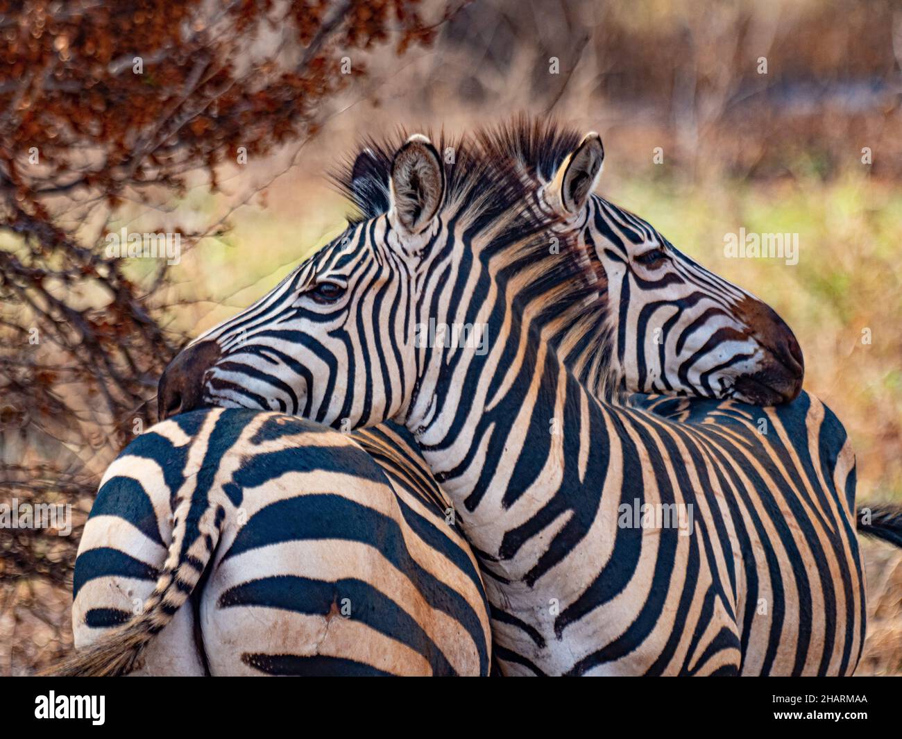 Zebra in the African Savannah Stock Photo