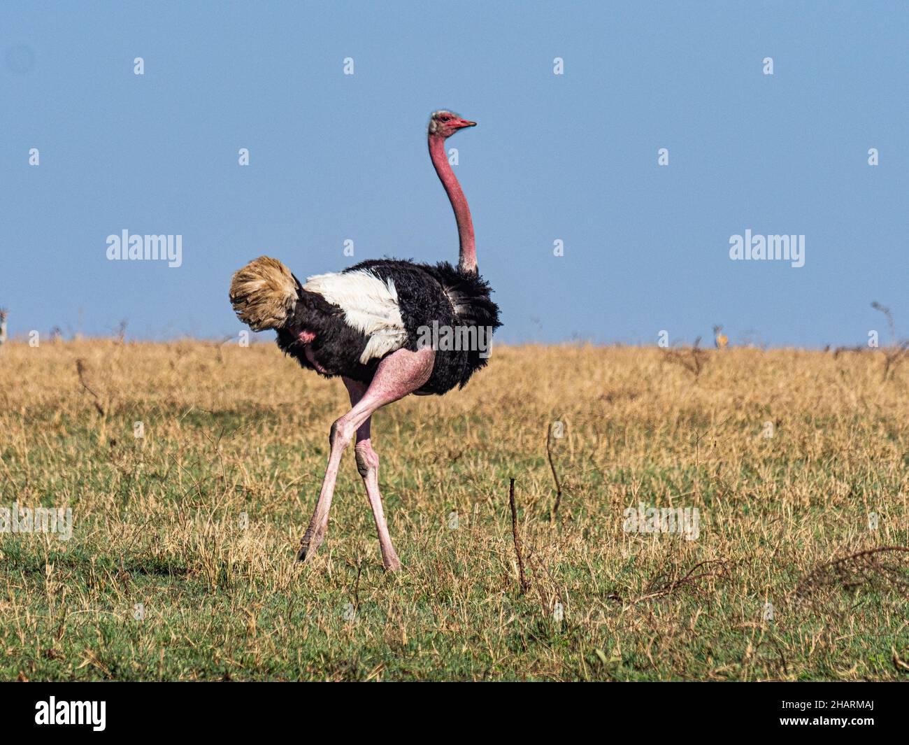 Ostrich in the African Savannah Stock Photo